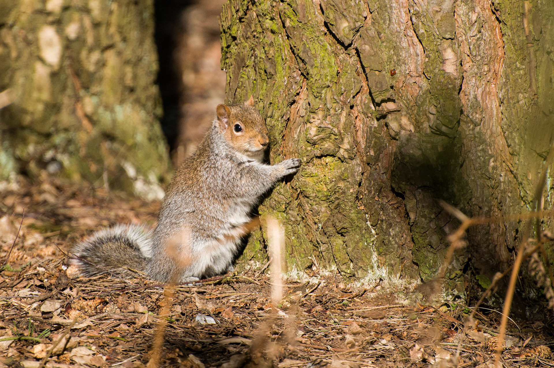 Grey Squirrel at Center Parcs
