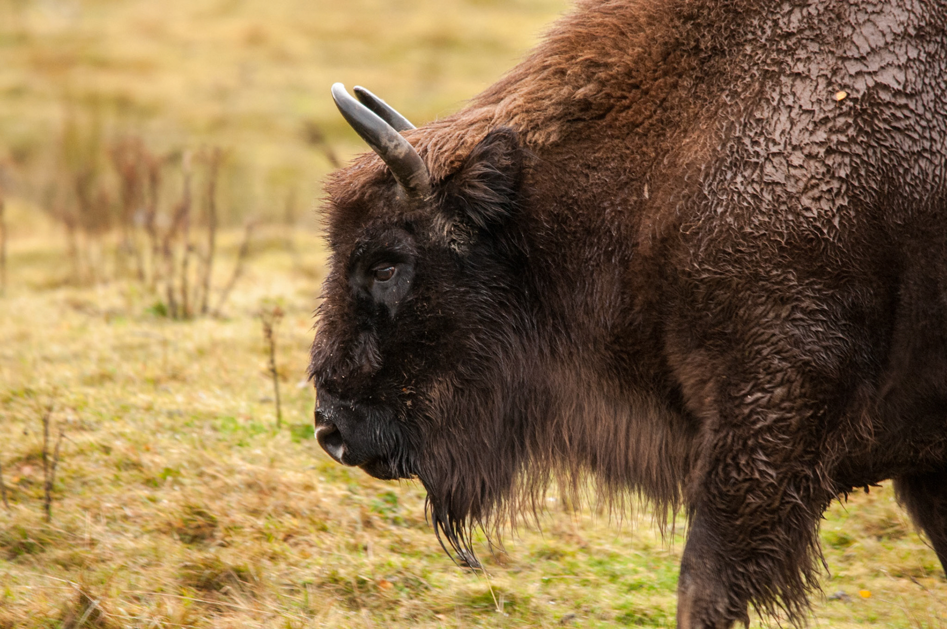 Bison