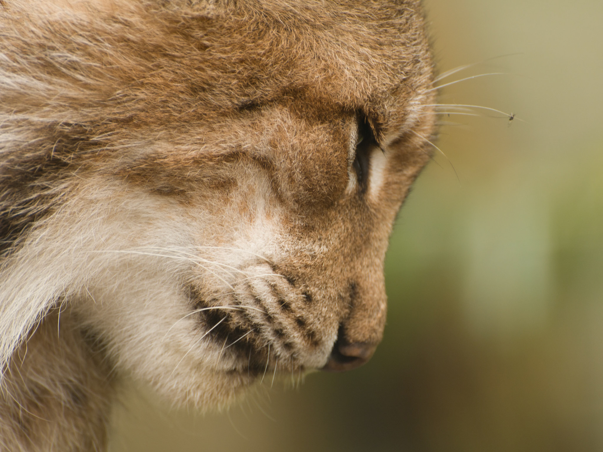 European Lynx at the Cat Survival Trust