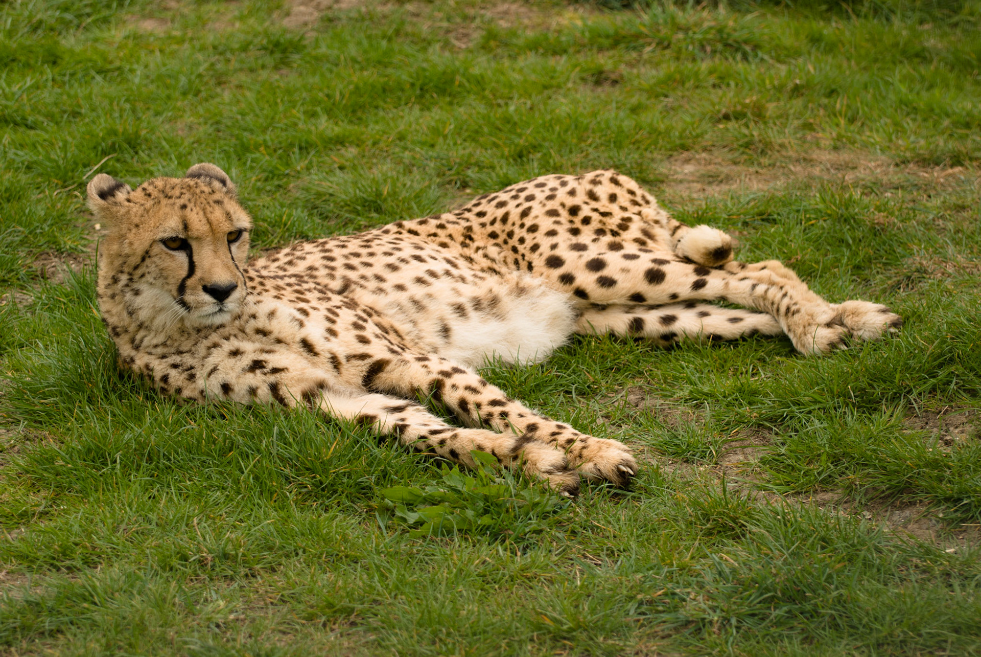 Cheetah at Hamerton Zoo
