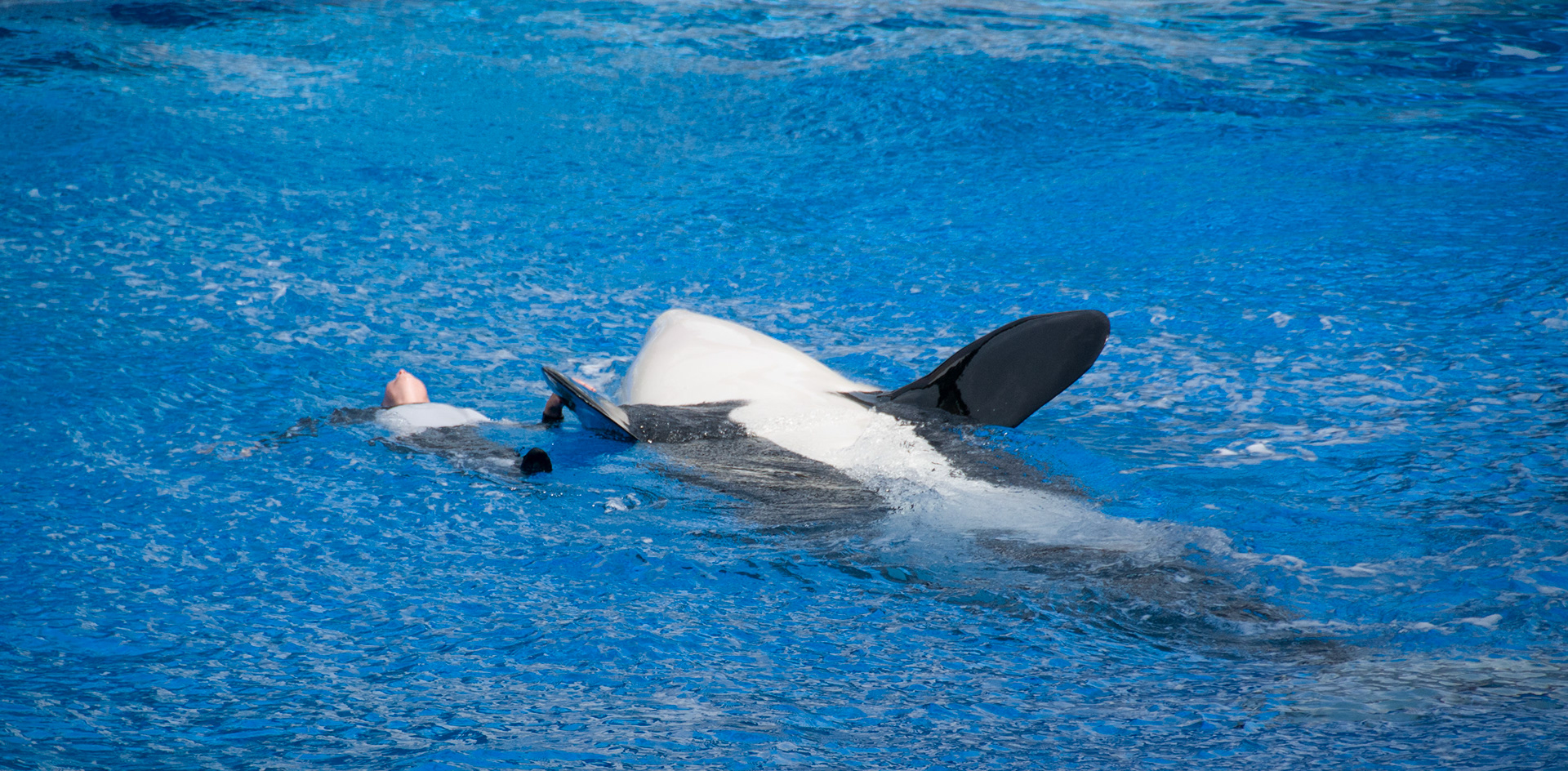 The Shamu Show at Seaworld Orlando