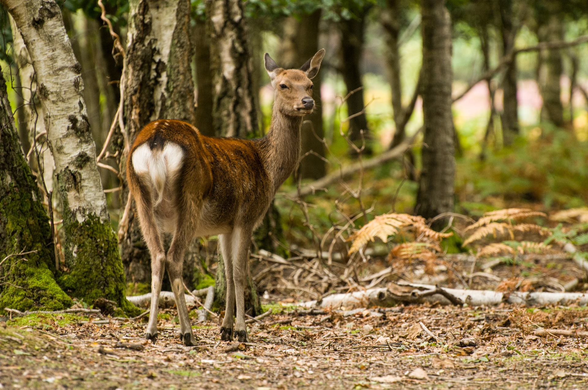 Fallow Deer on Brown Sea Island