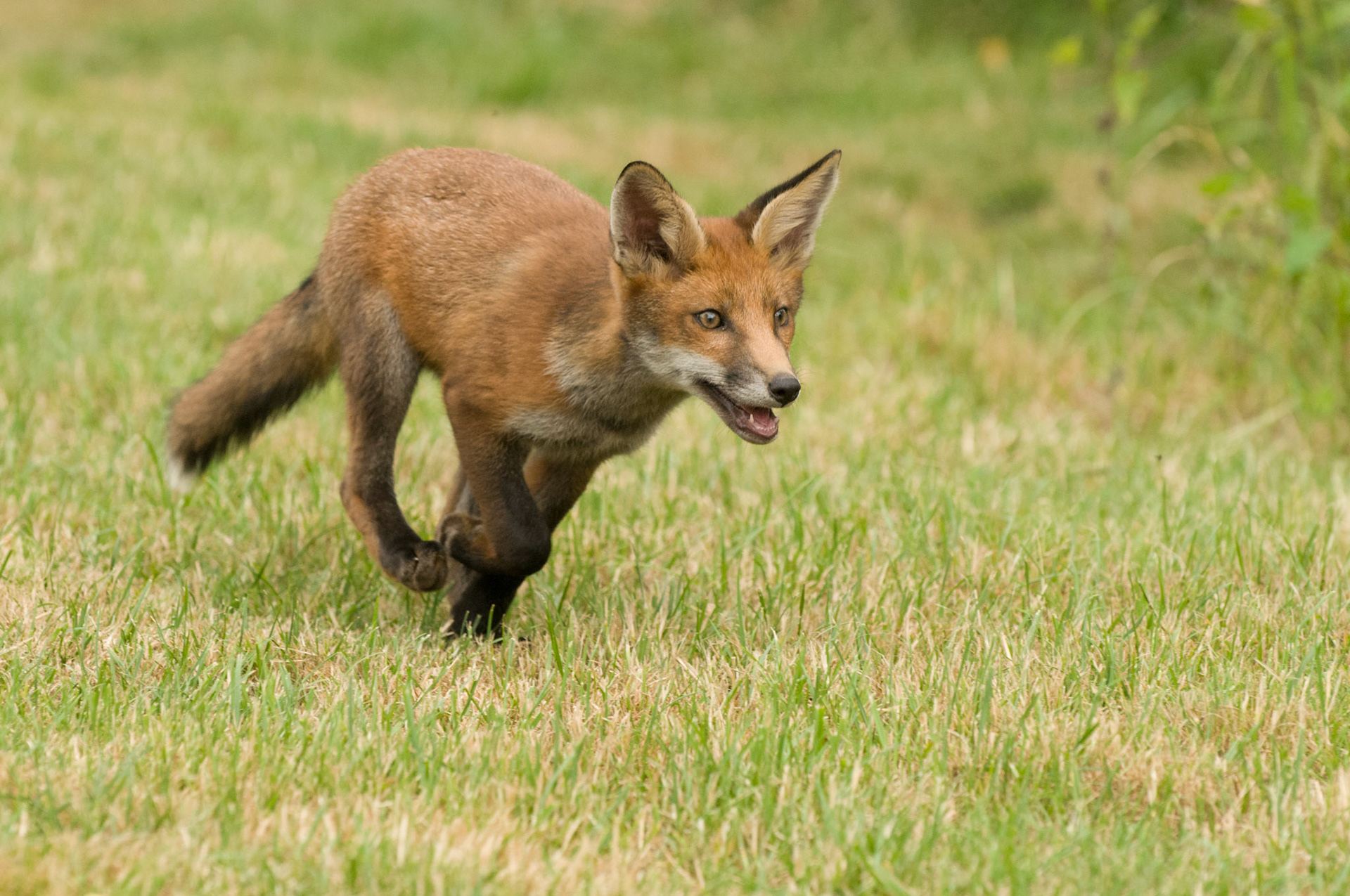 Red Fox Cub at the British Wildlife Centre