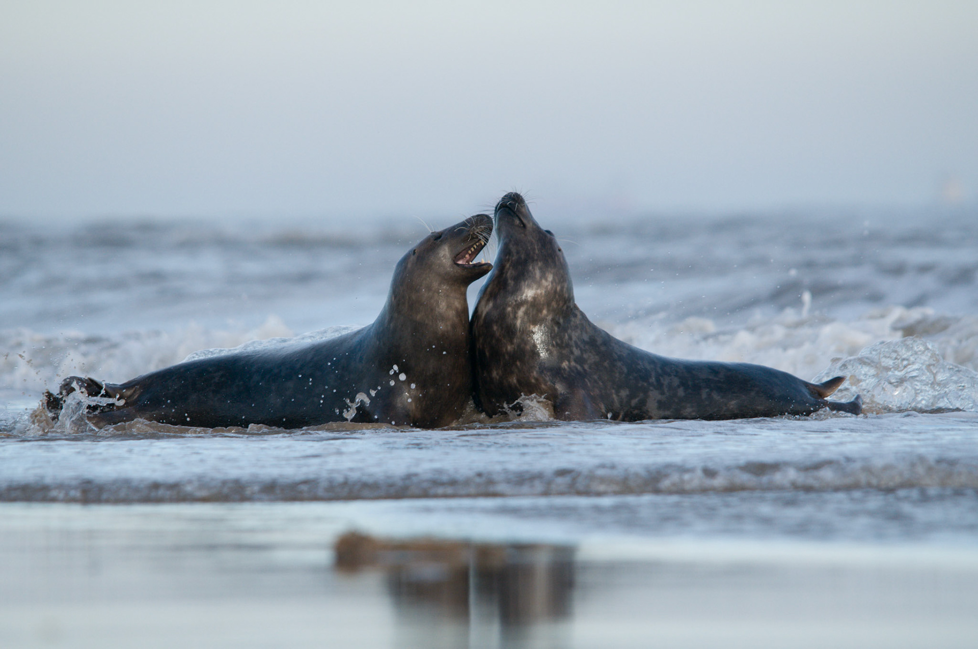 Grey Seals at Donna Nook