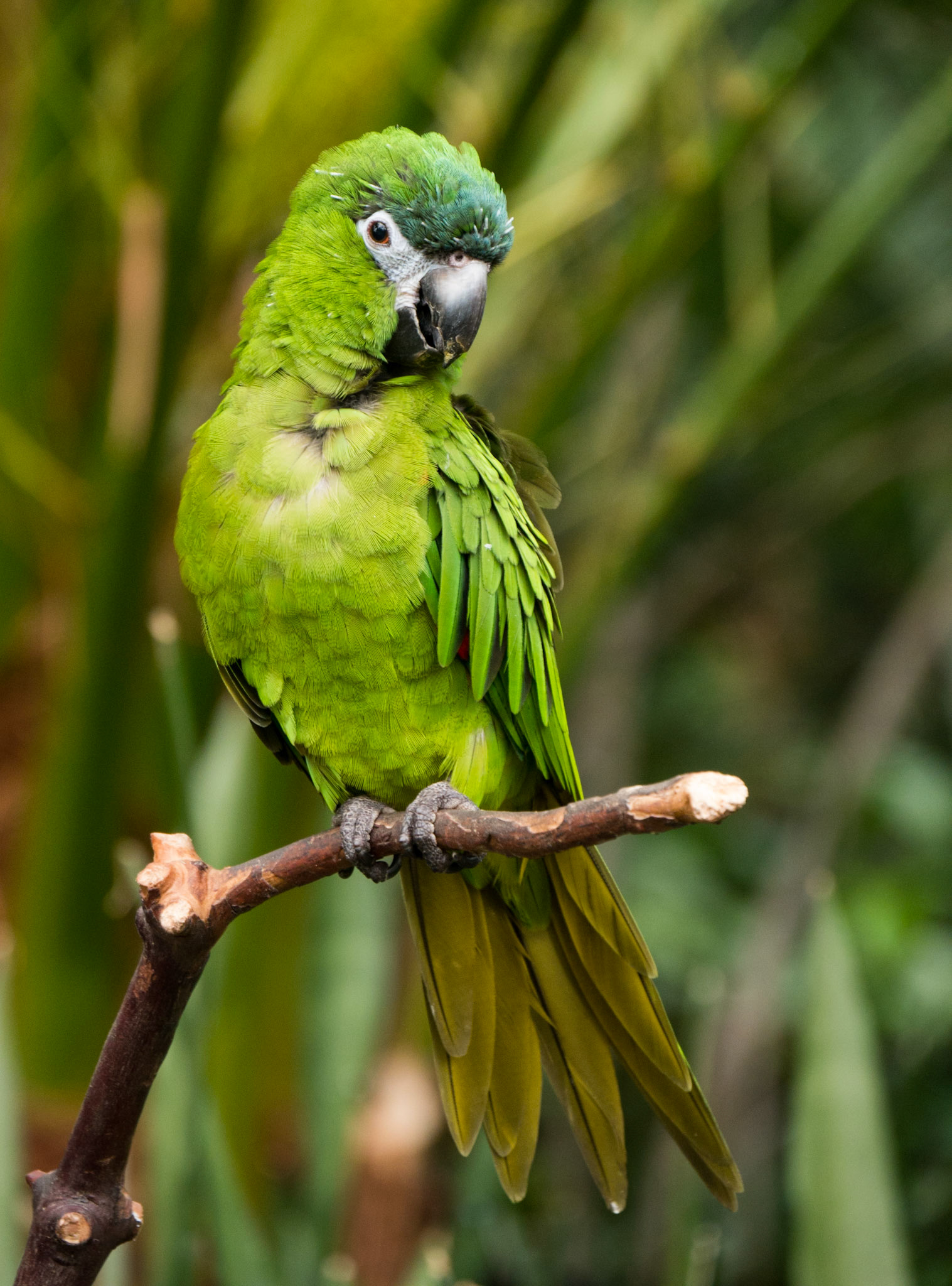 One of the birds at Bloedel Conservatory
