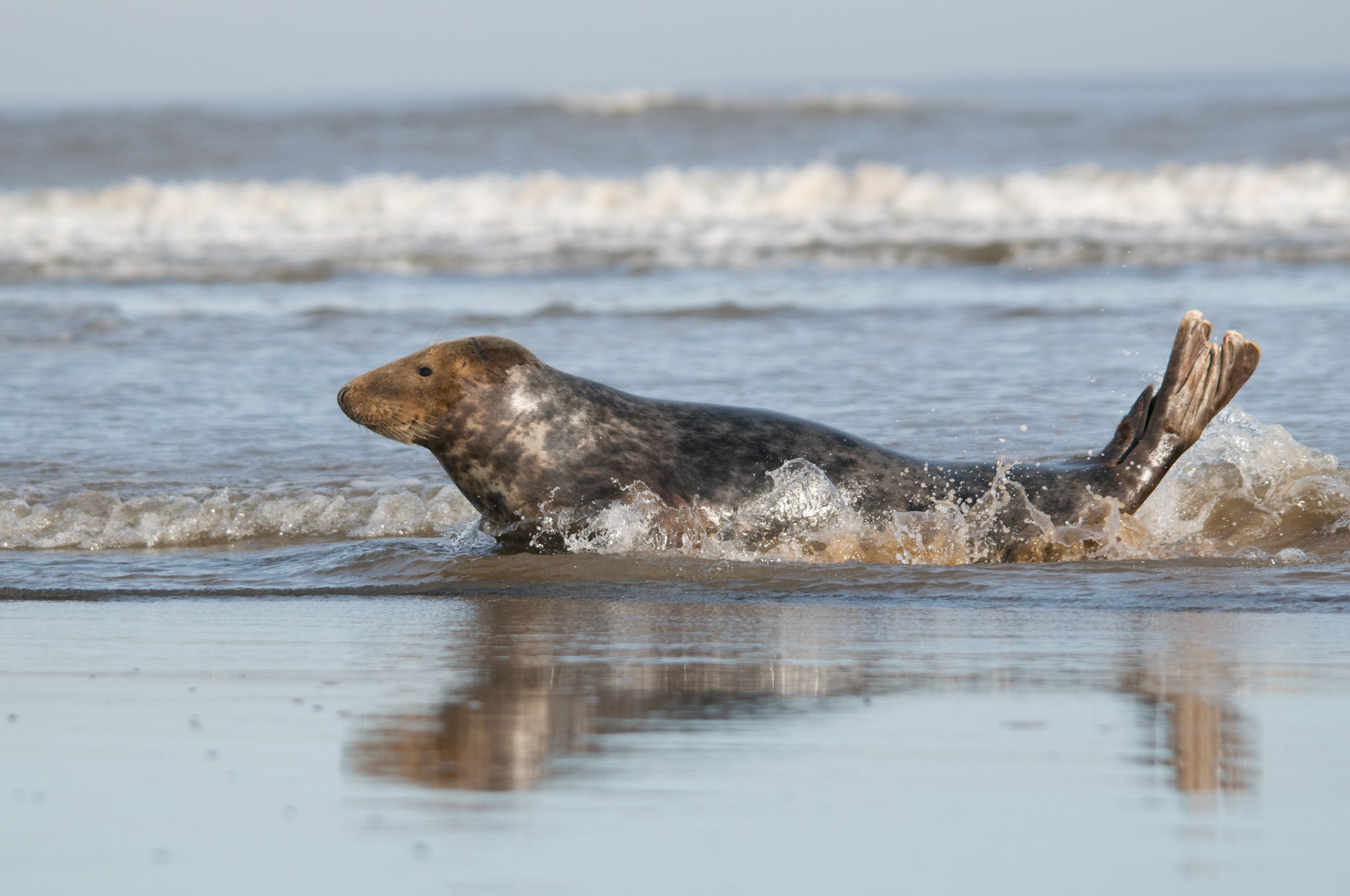 Grey Seal at Donna Nook