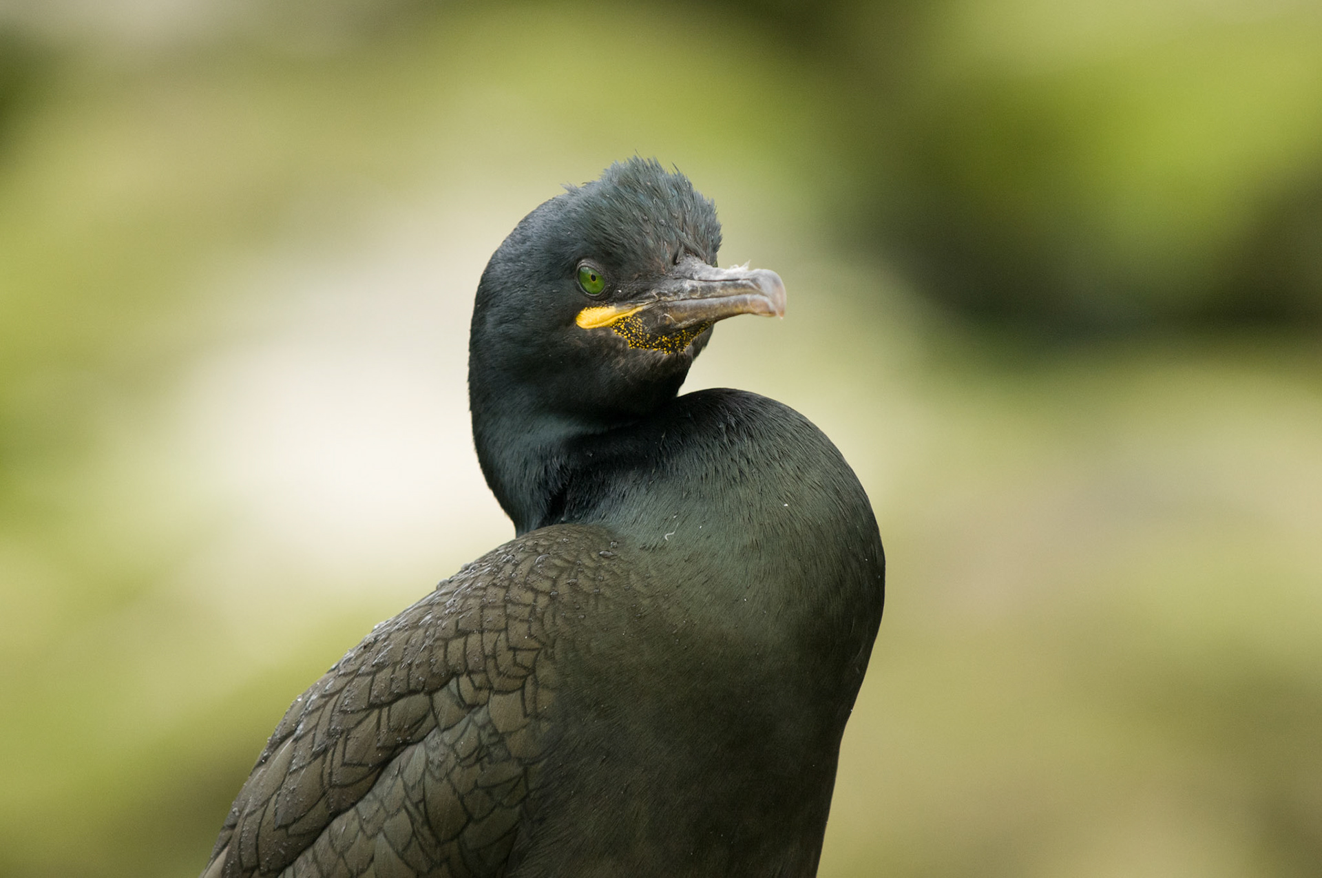 Arguably a very unoriginal portrait shot of a Shag on Staple Island, but I like it as I think the background colours frame the bird quite nicely. Taken at fairly close range on Staple Island, most of the inhabitants that perch or nest near the edges of the marked areas that you are allowed to walk on are extremely placid and not remotely fazed by photographers aiming big lenses at them, this fellow didn't bat an eyelid while I faffed about getting my tripod in the right position