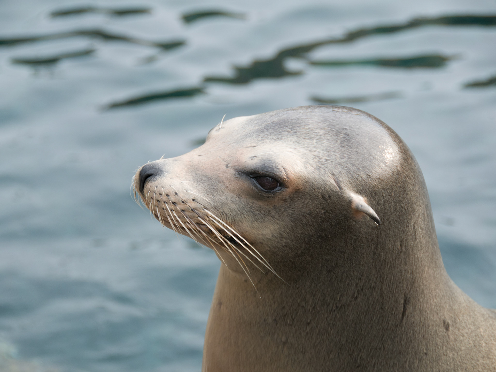 California Sealion at Seaworld Orlando