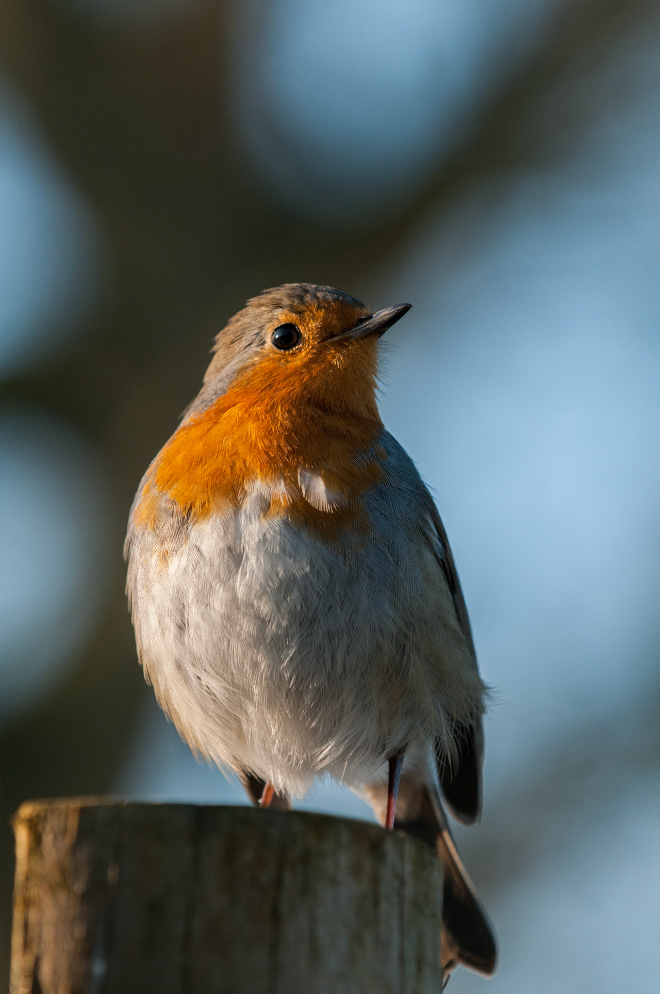 Robin at Whipsnade Zoo