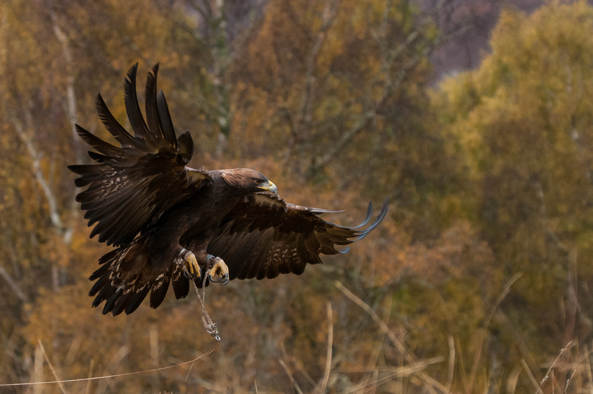 Golden Eagle
