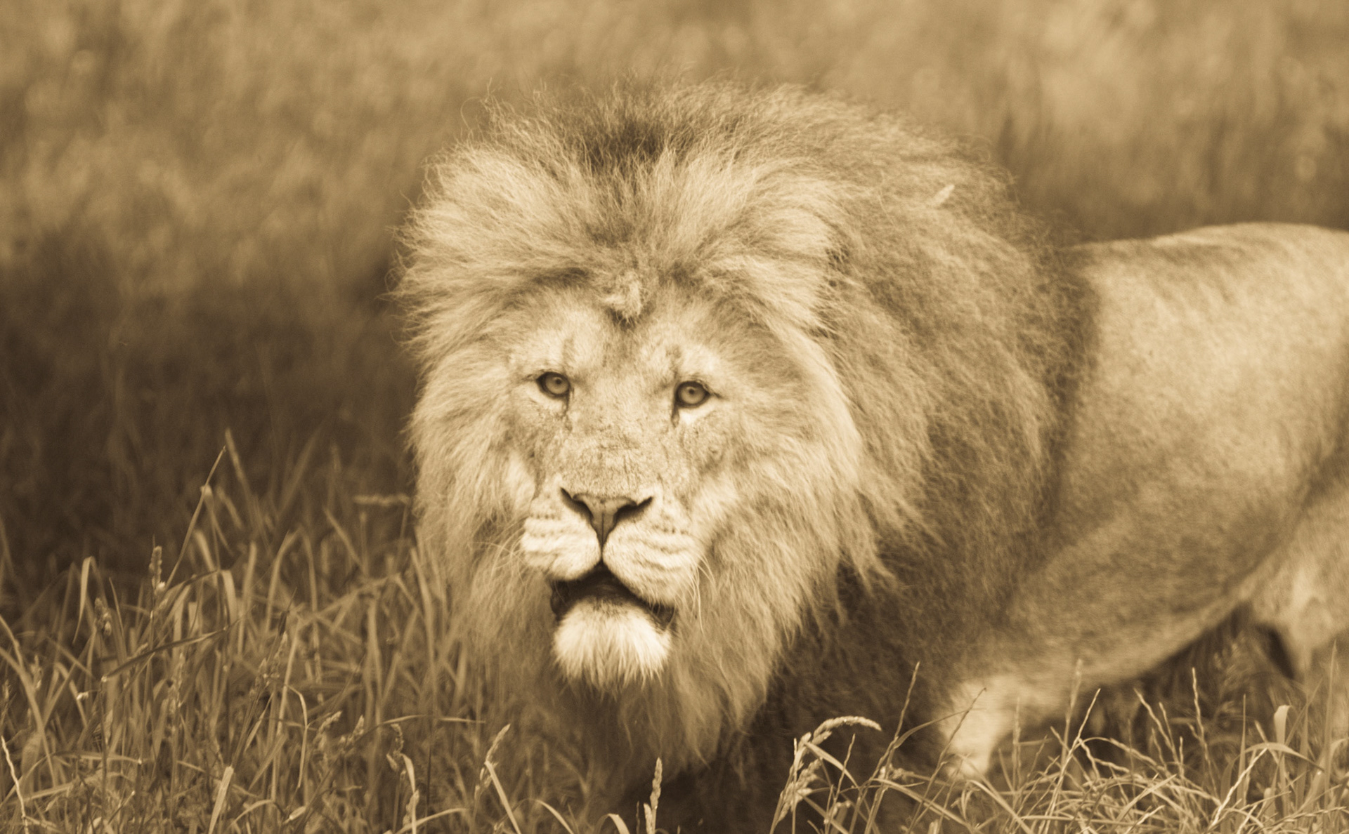 African Lion at Whipsnade Zoo. Colours were very washed out due to shooting through glass, but didn't look bad in sepia