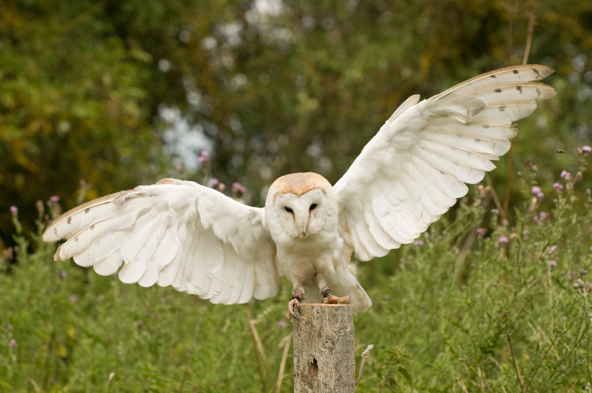 Barn Owl with falconer in Whissendine