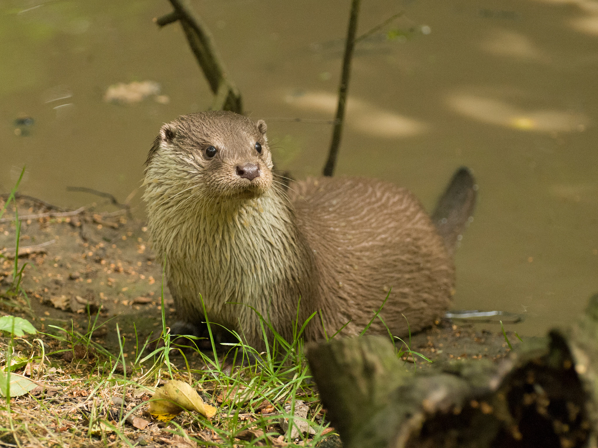 Otter at Wildwood Wildlife Park