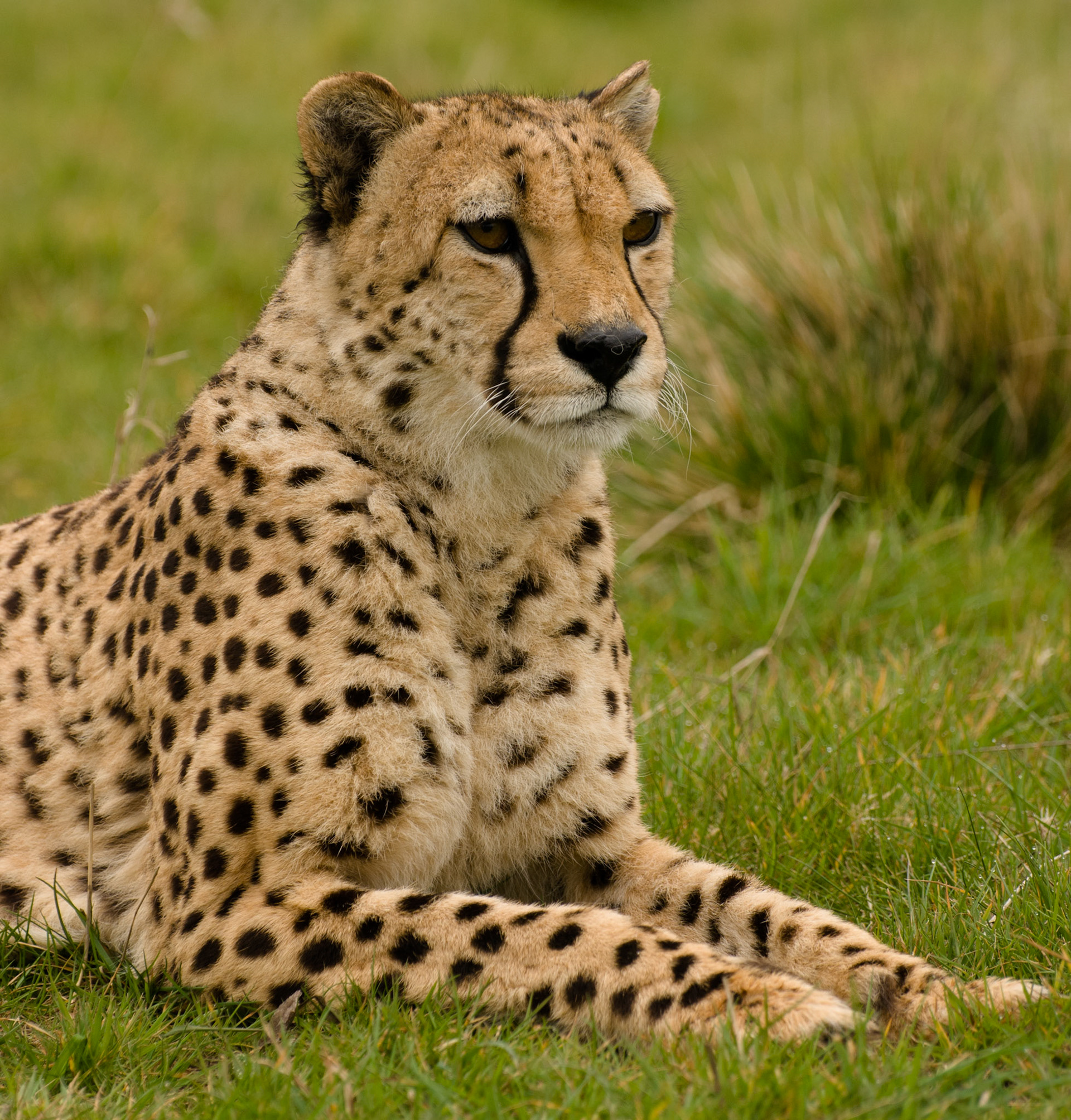 Cheetah at Hamerton Zoo