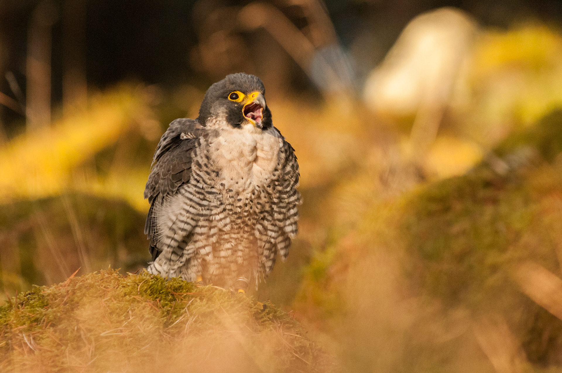 Peregrine Falcon