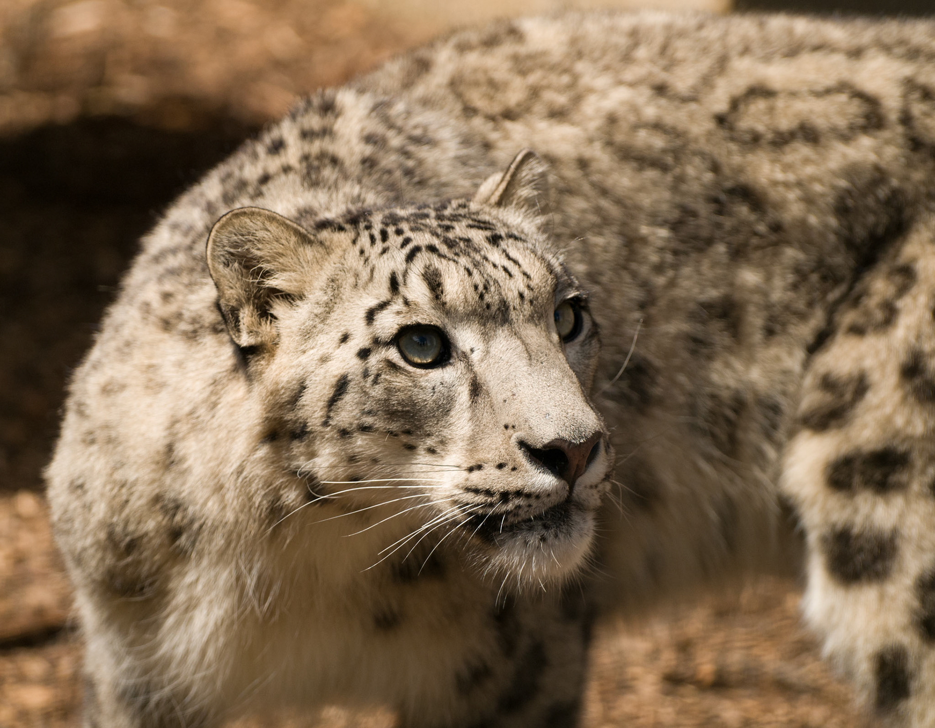 Snow Leopard at the Cat Survival Trust