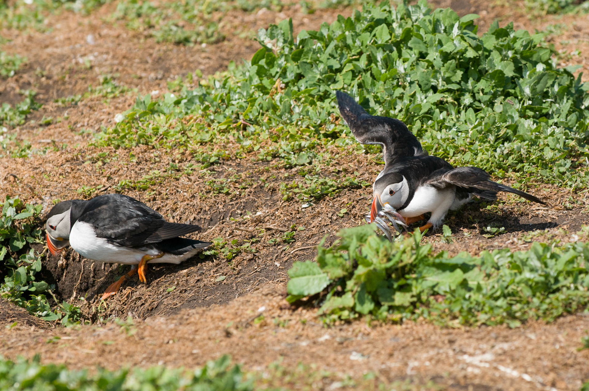 Puffins on Inner Farne