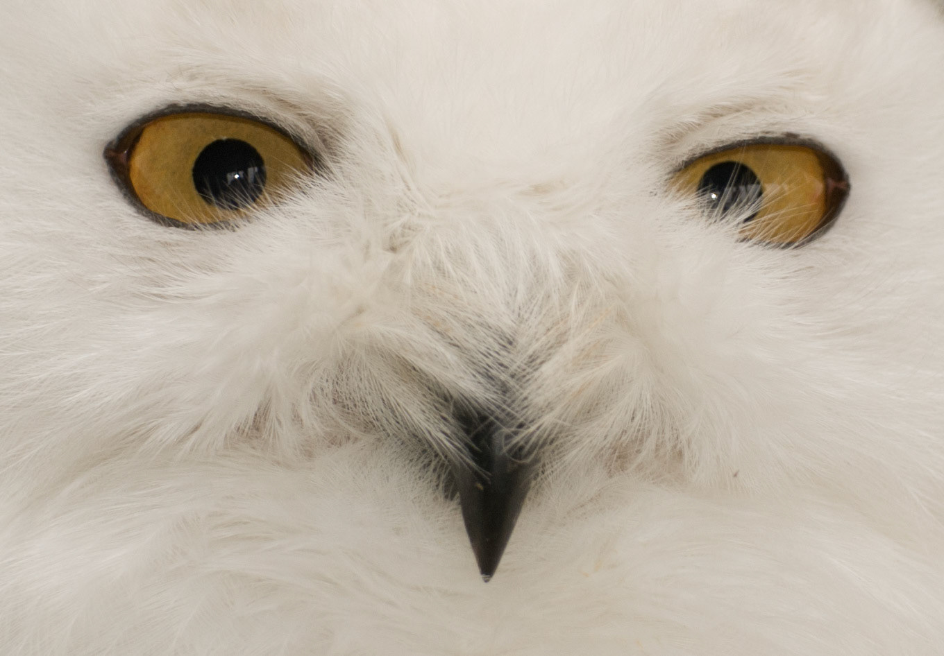 Snowy Owl at Hamerton Zoo
