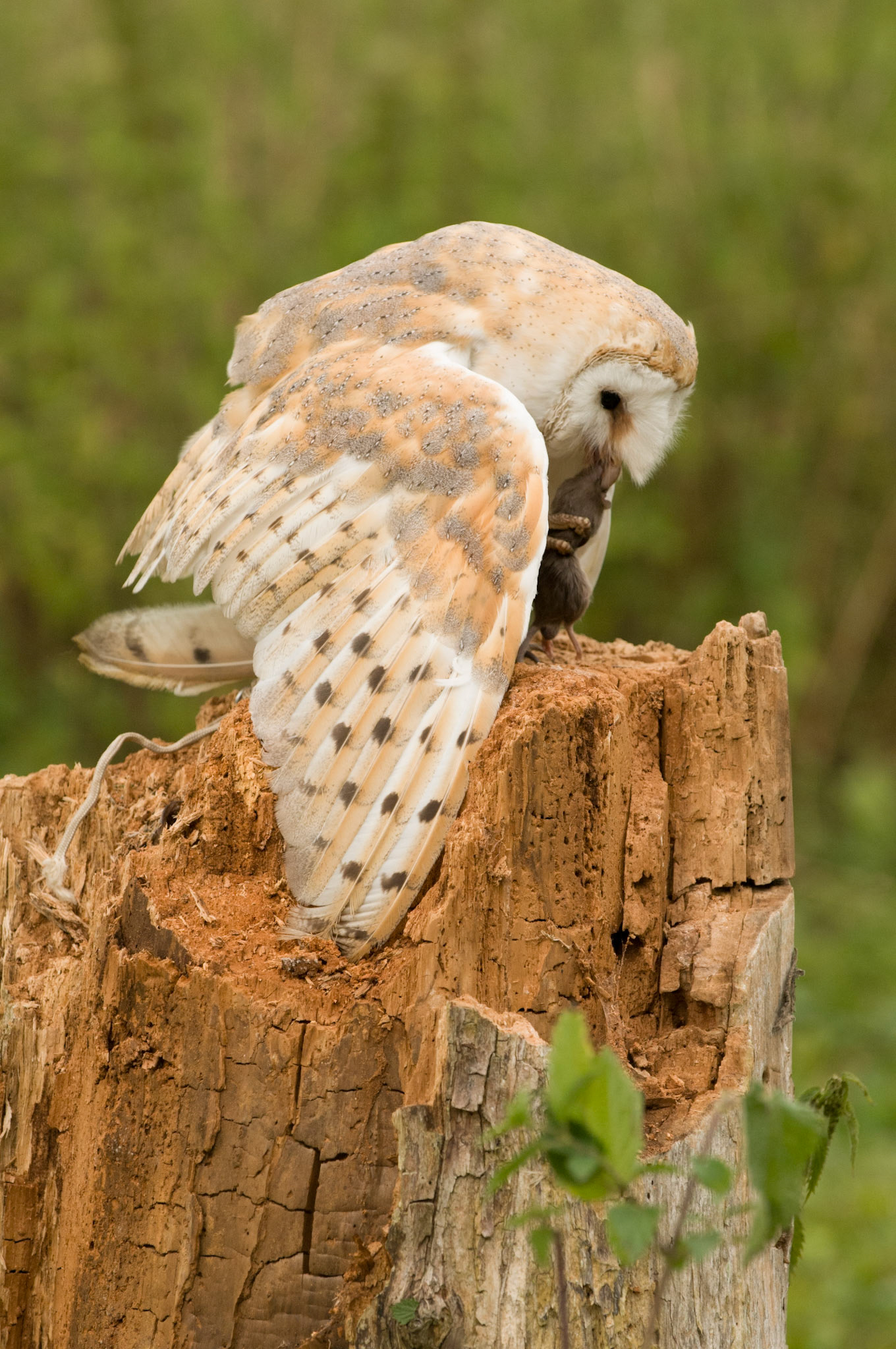Barn Owl with falconer in Whissendine