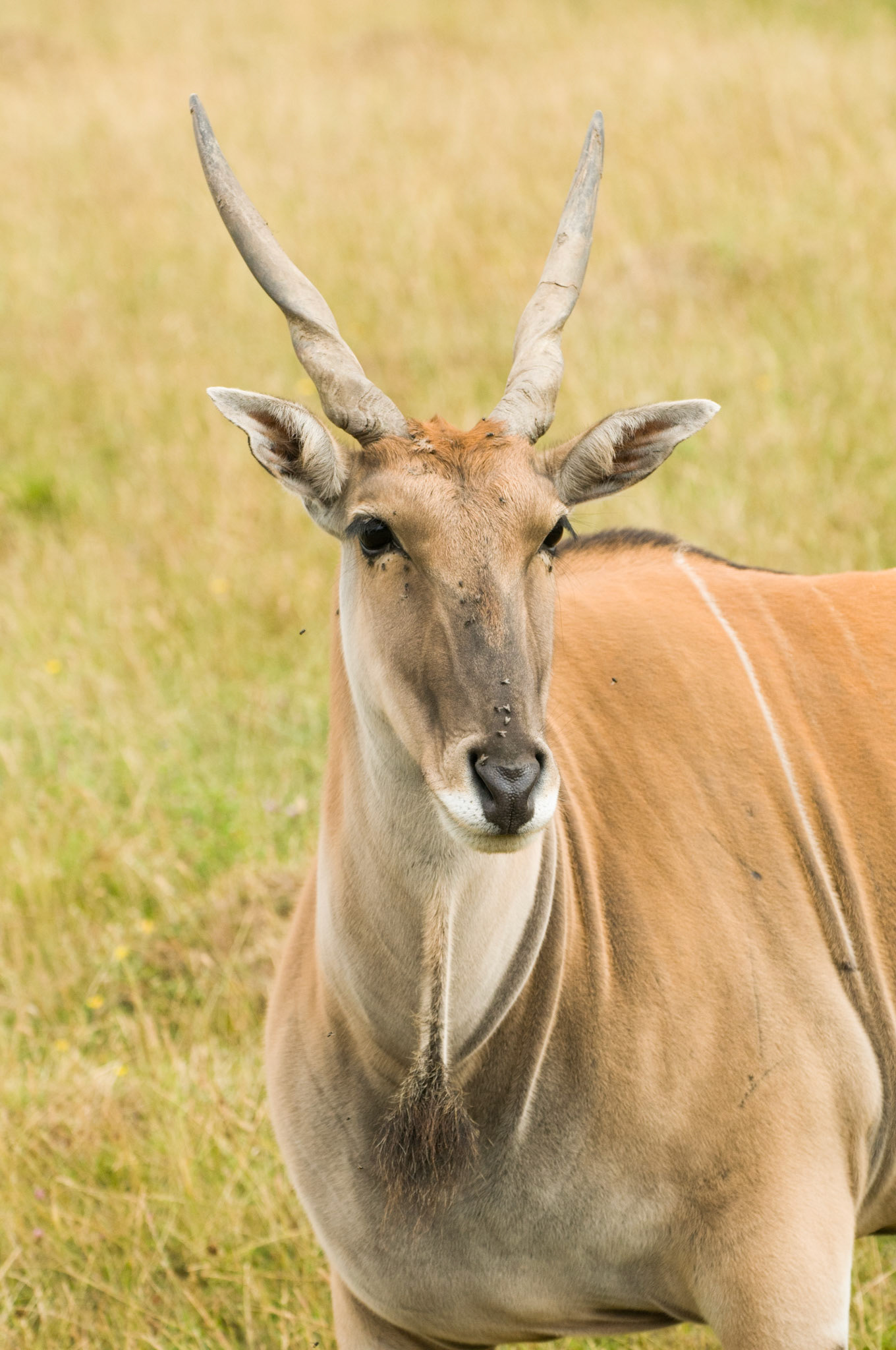 Eland at Port Lympne Wild Animal Park