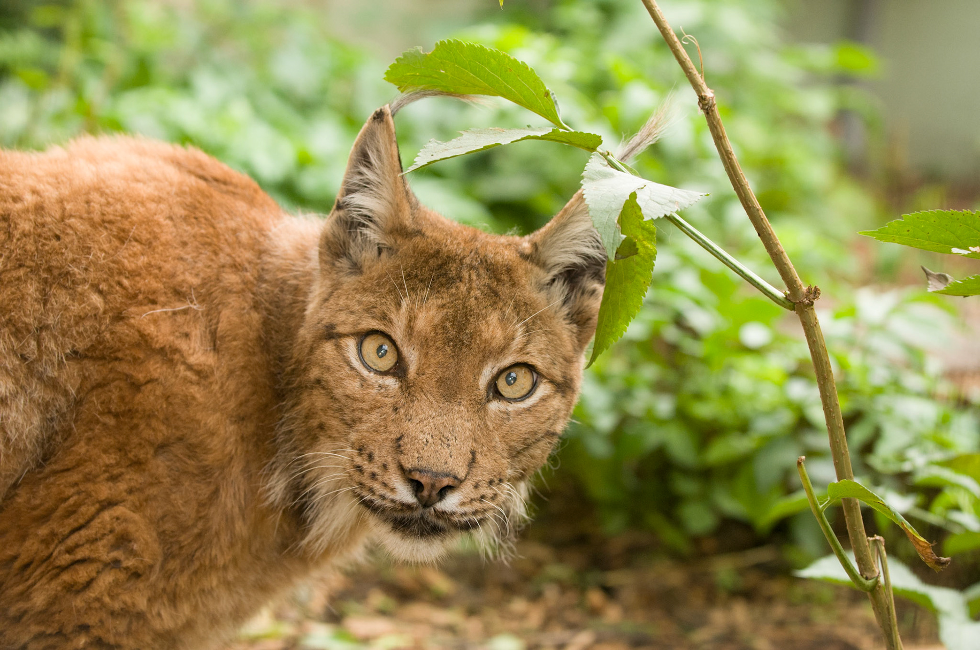 Eurasian Lynx at the Cat Survival Trust