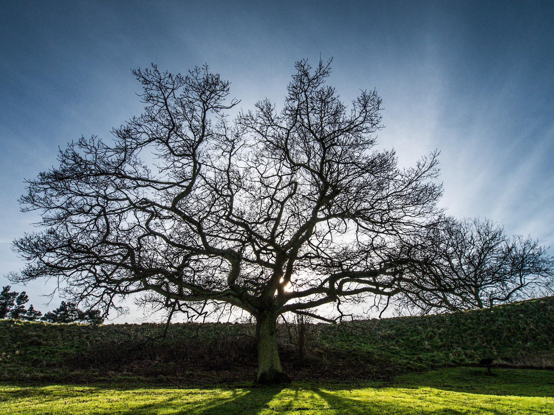 Impressive tree outside the castle