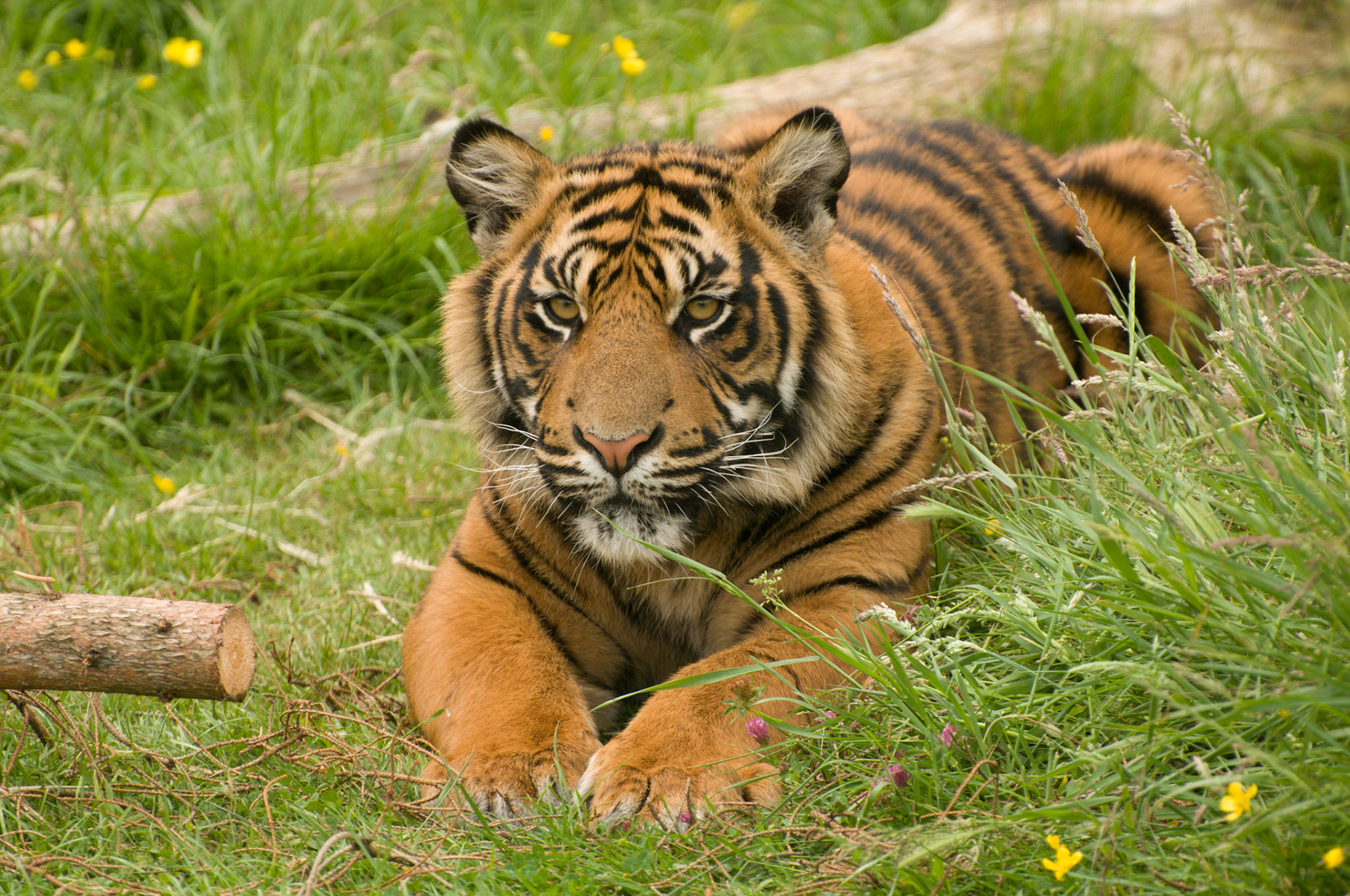 Tiger at Wildlife Heritage Foundation
