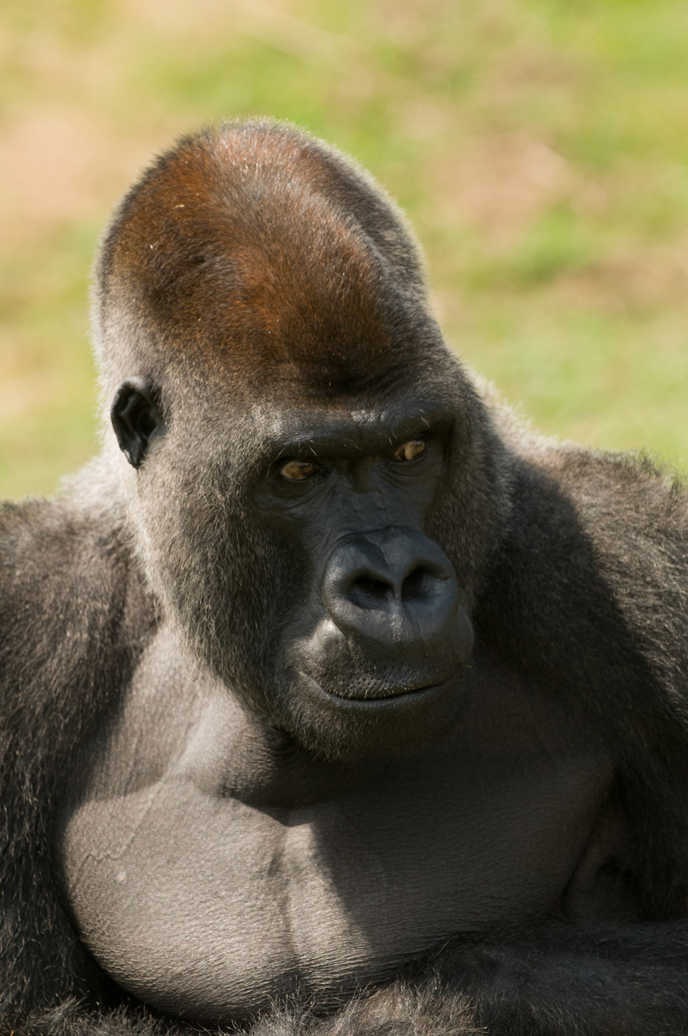 Silverback Gorilla at Port Lympne Wild Animal Park