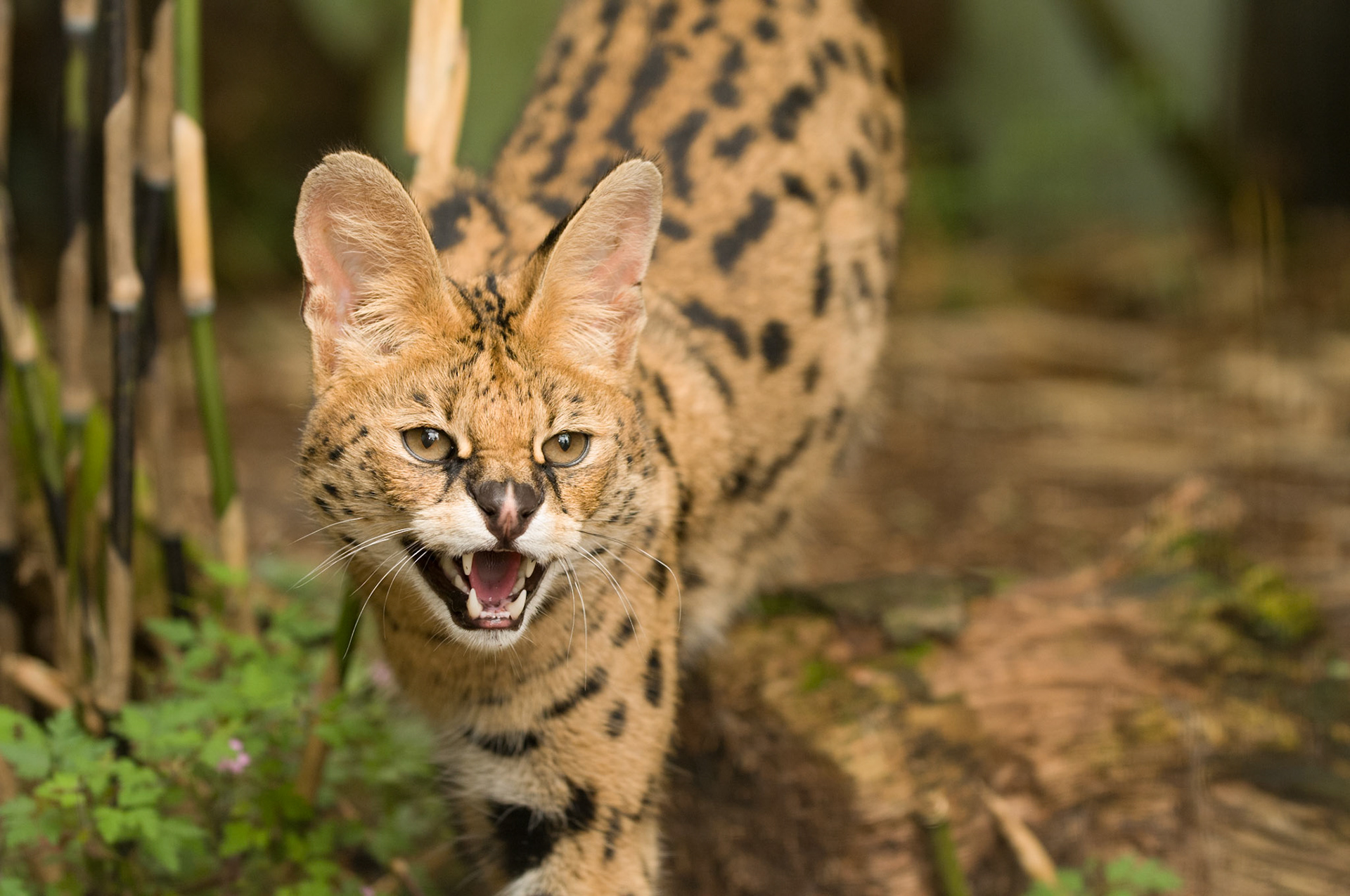 Serval at the Cat Survival Trust