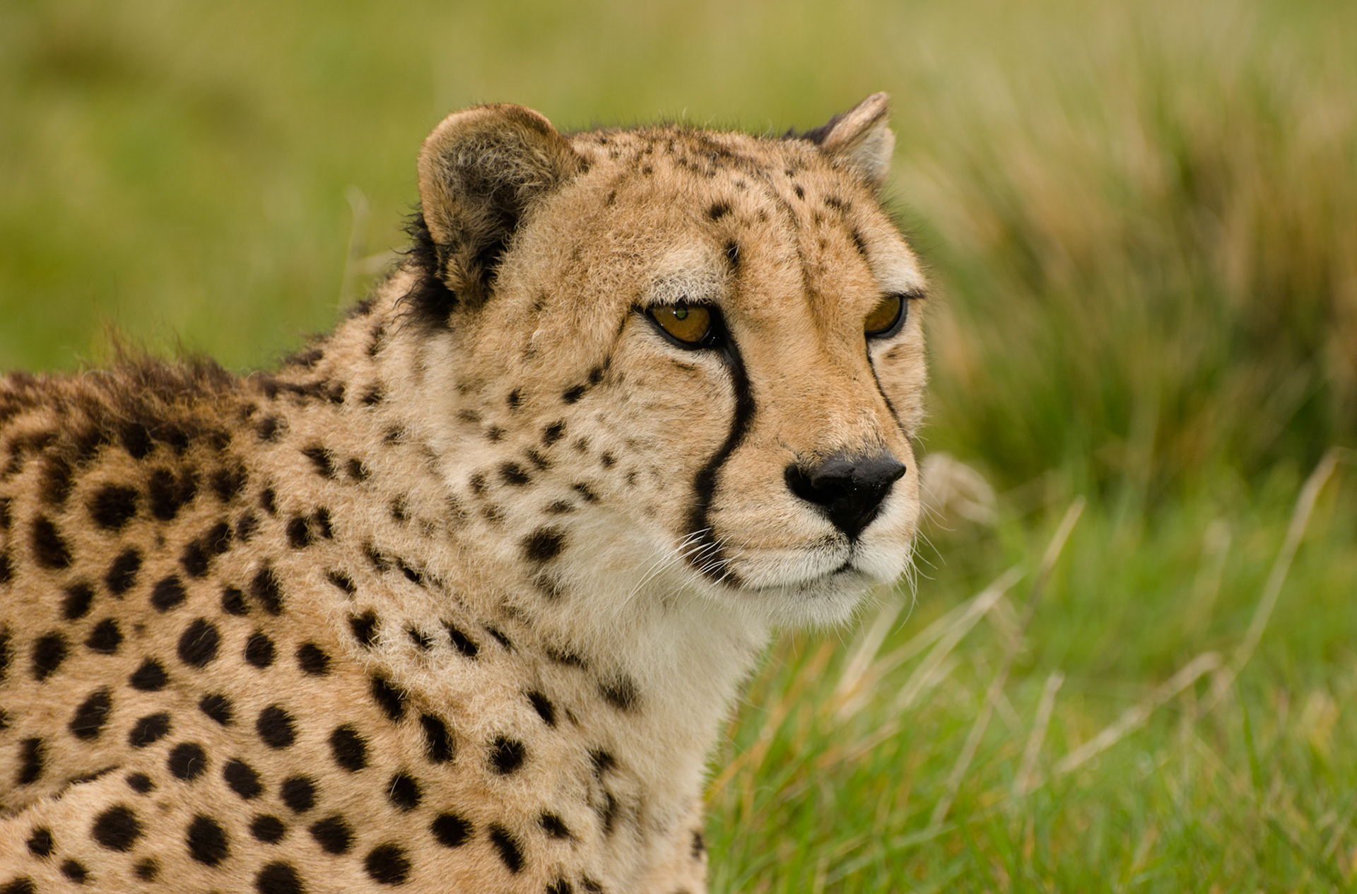 Cheetah at Hamerton Zoo