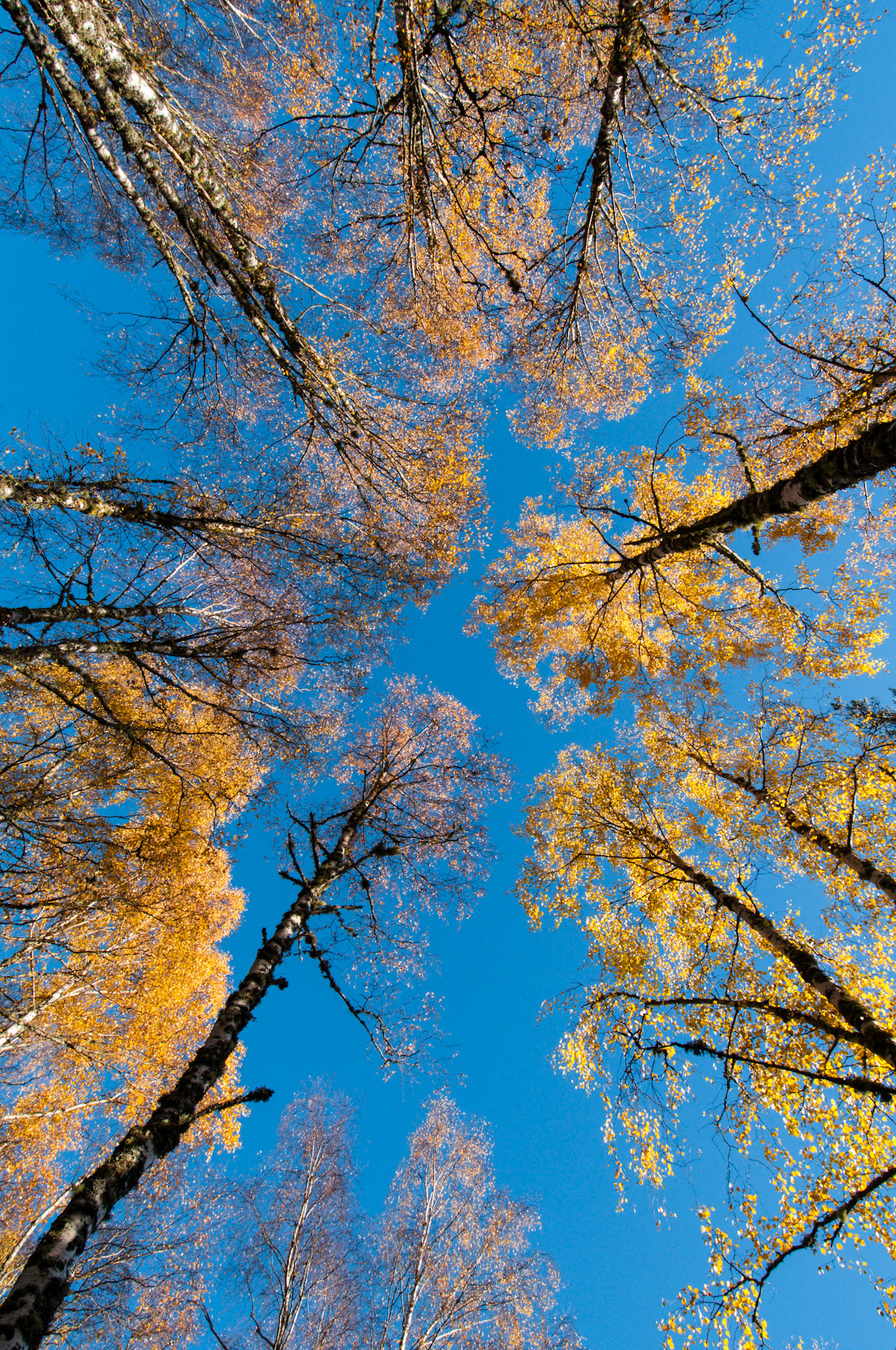 Birch wood in the Cairngorms