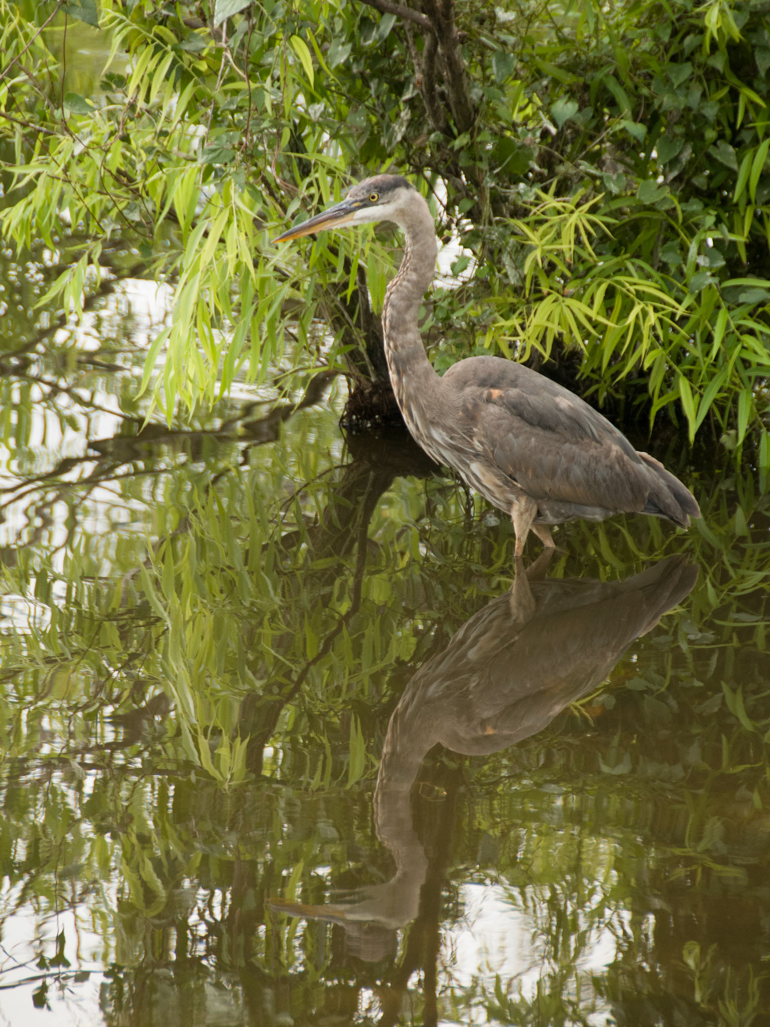 Great Blue Heron at Gatorland