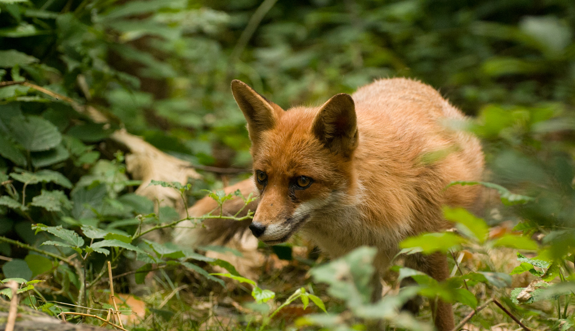 Red Fox at Wildwood Wildlife Park