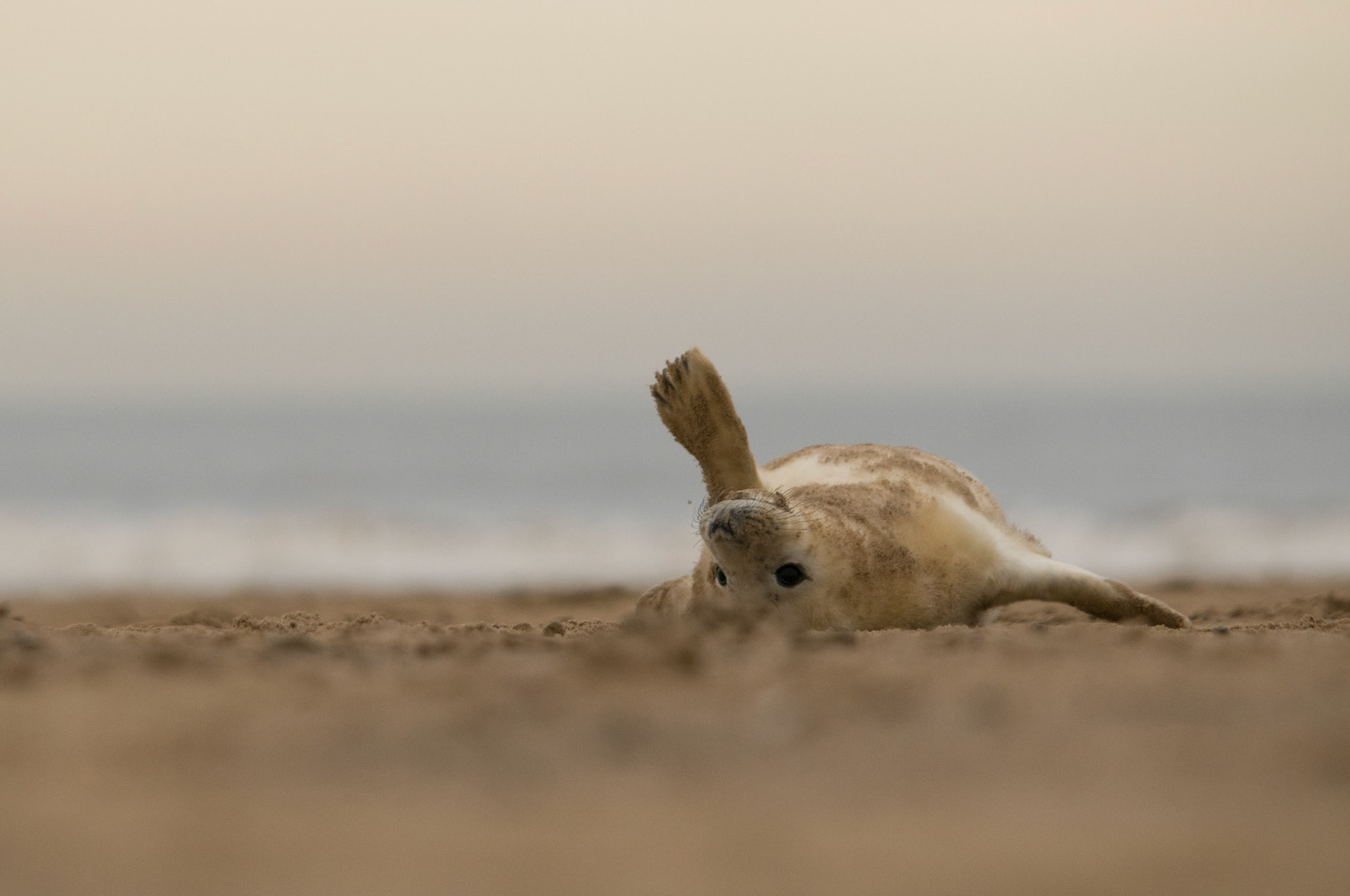 Grey Seal Pup at Donna Nook