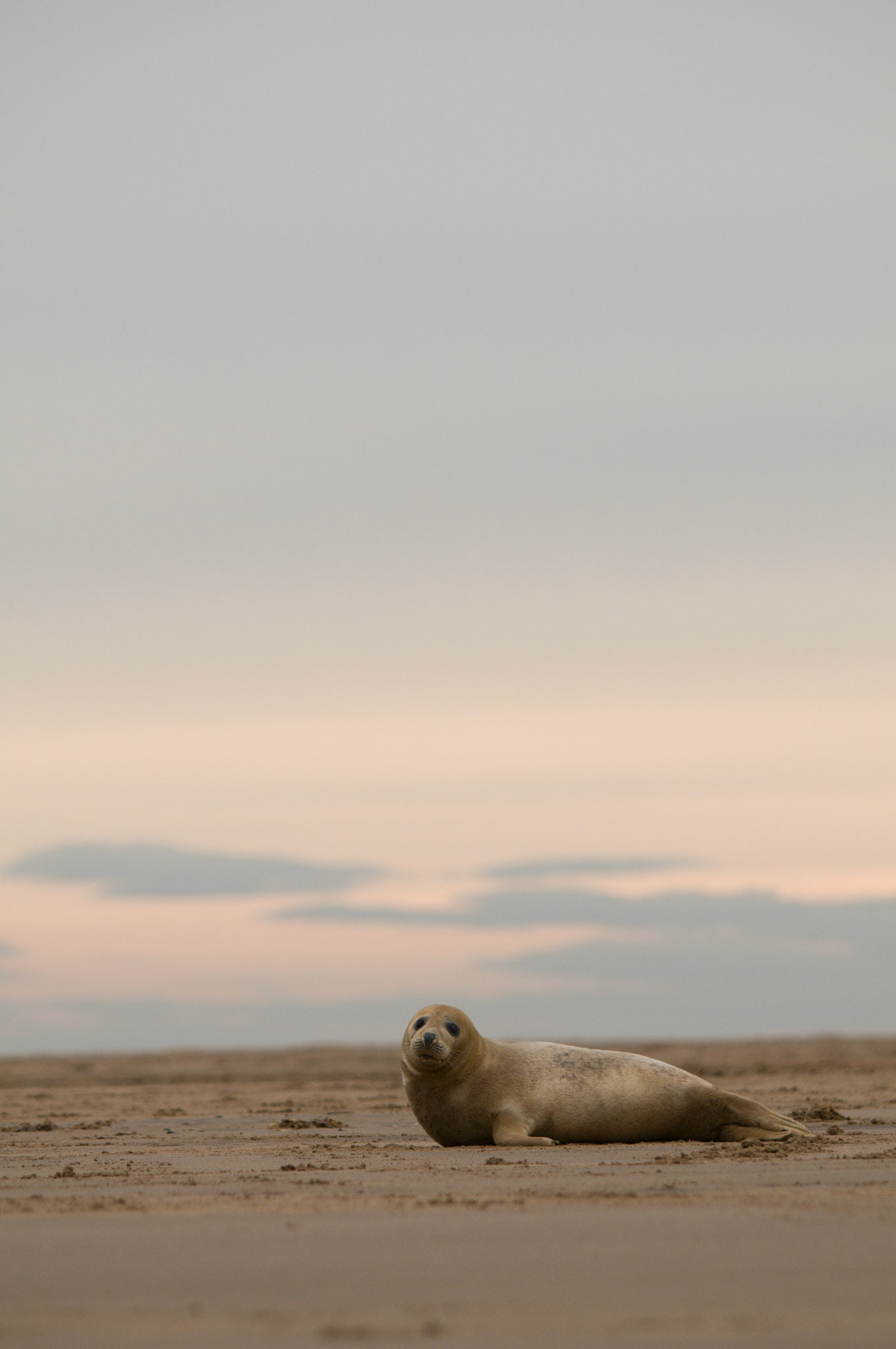 Grey Seal Pup at Donna Nook