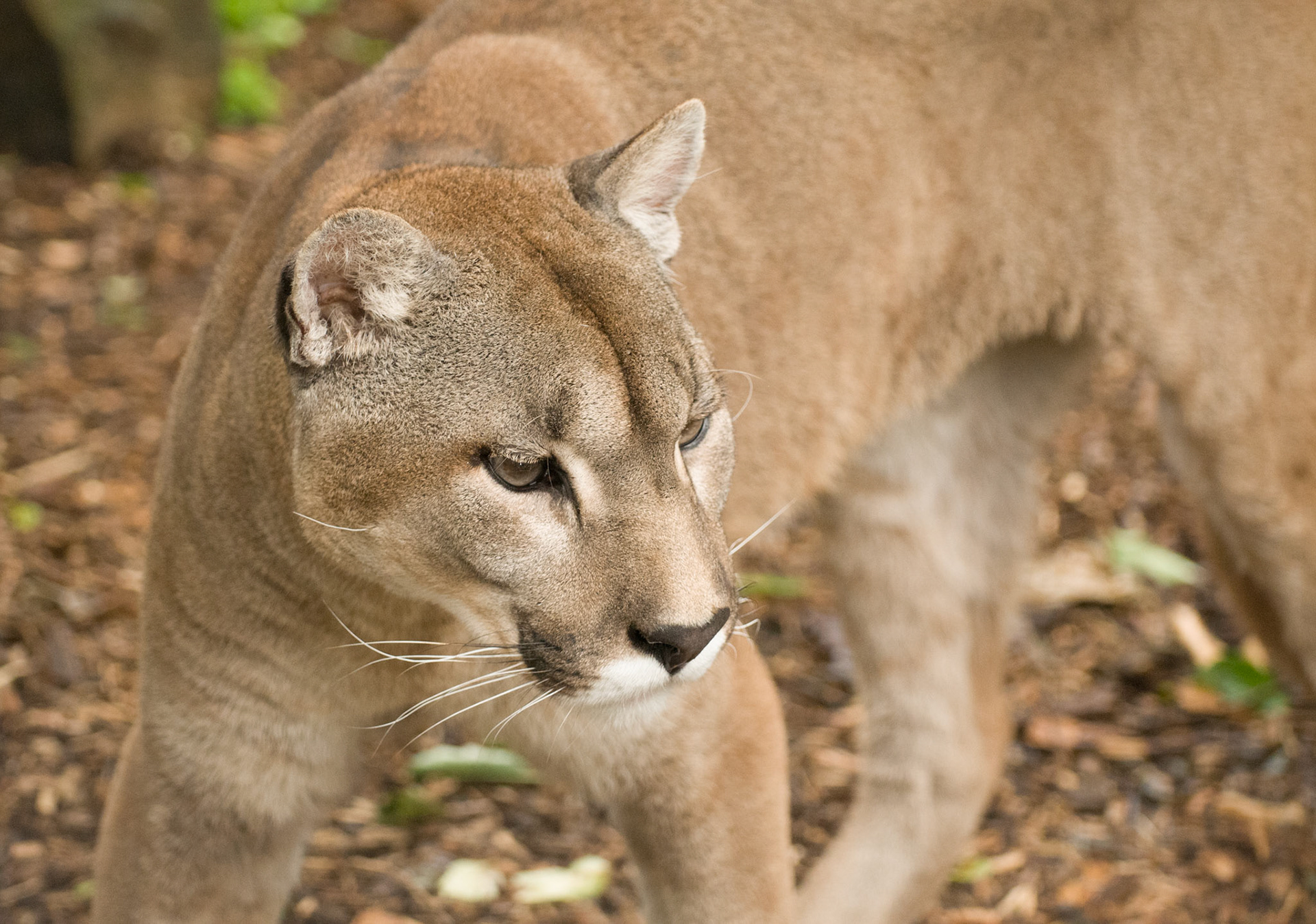 Puma at the Cat Survival Trust