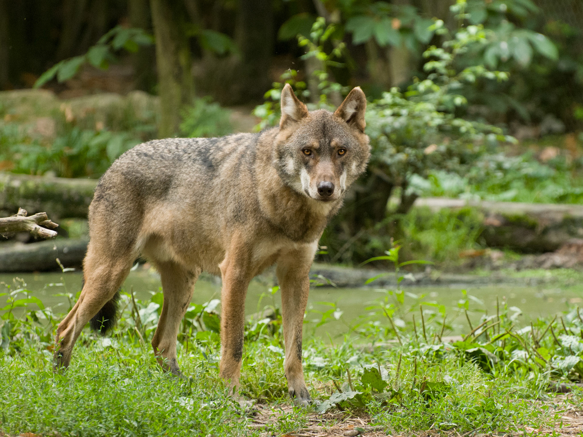 European Grey Wolf at Wildwood Wildlife Park