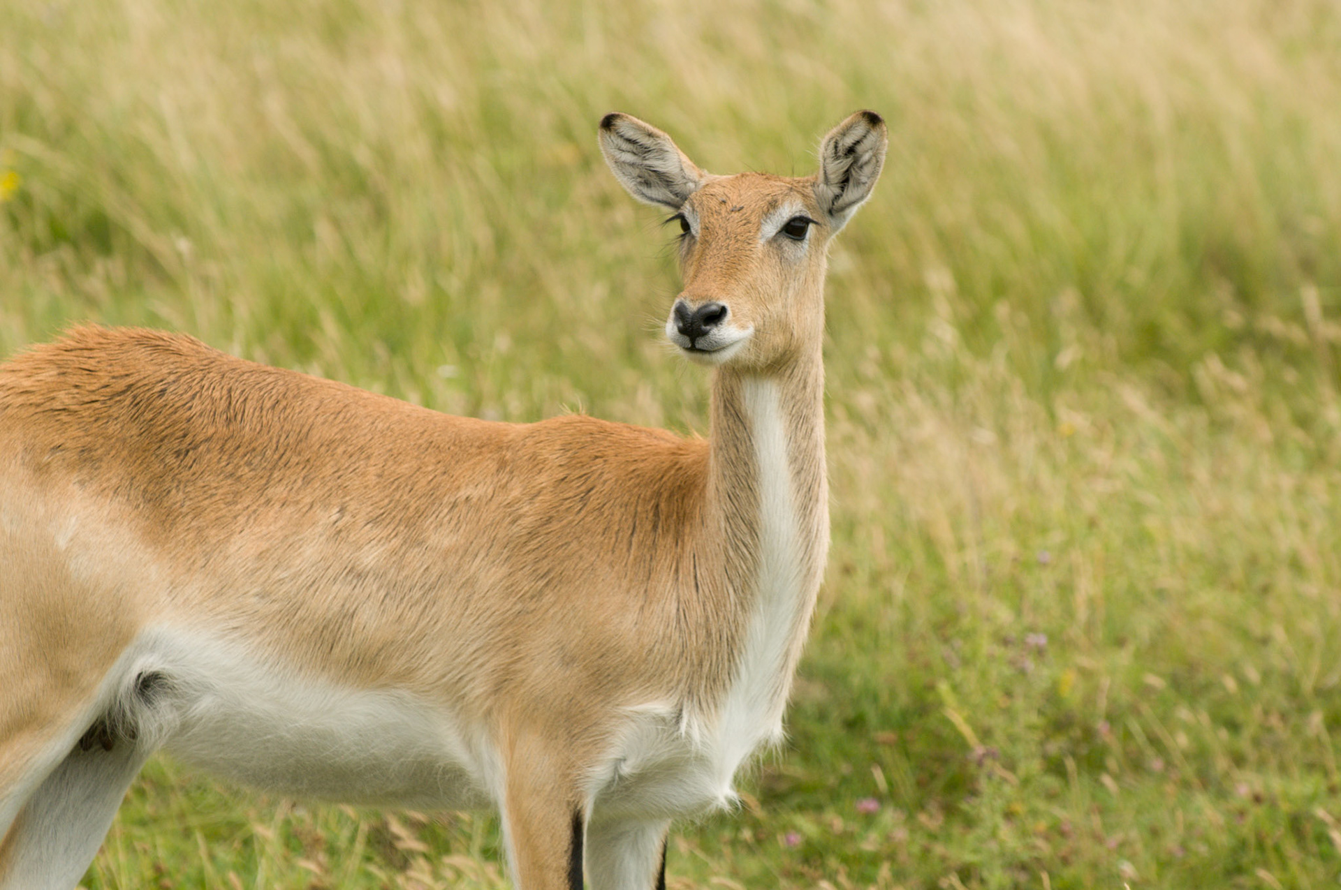 Red Lechwe Antelope at Port Lympne Wild Animal Park