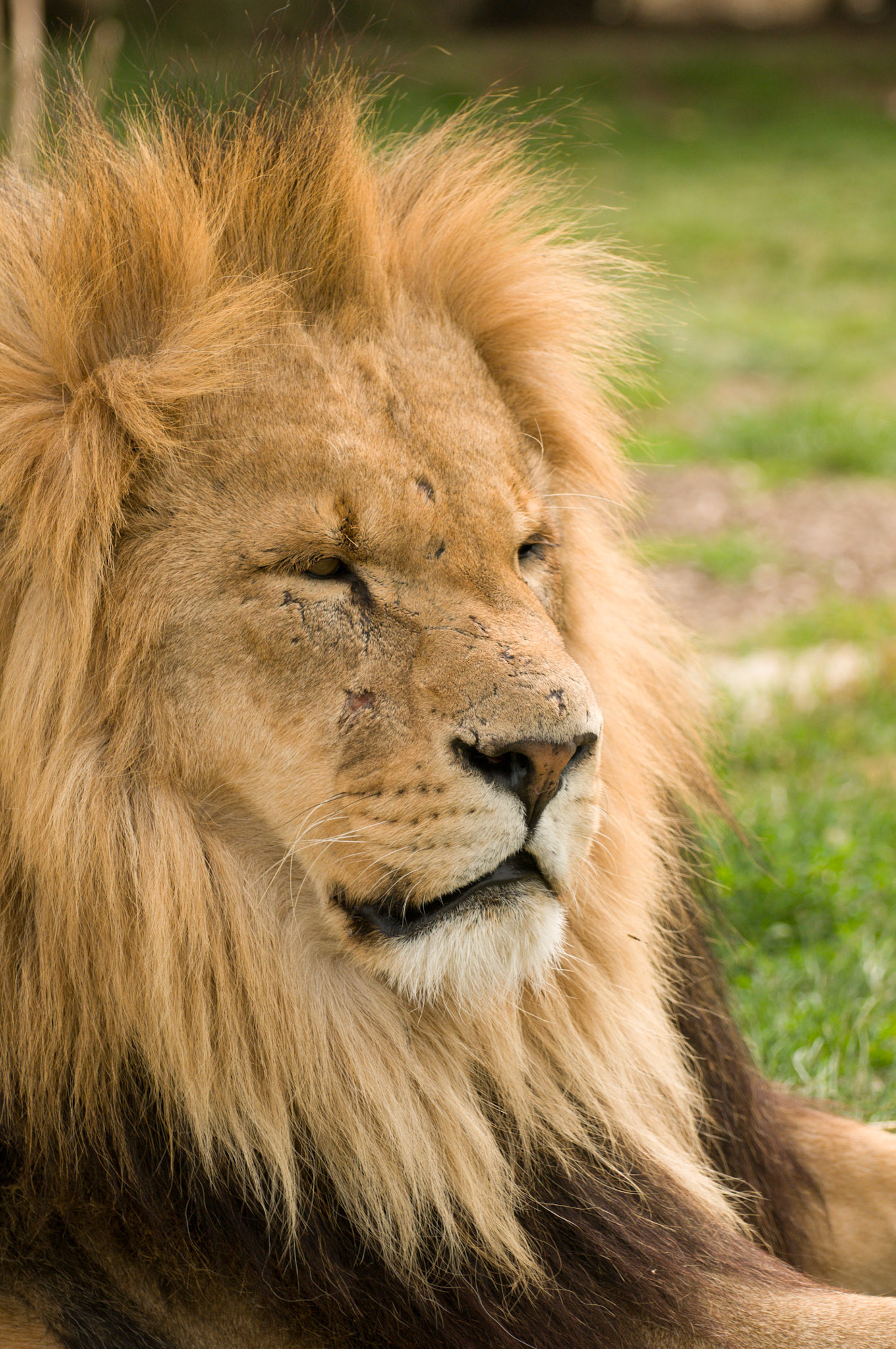 African Lion at Wildlife Heritage Foundation