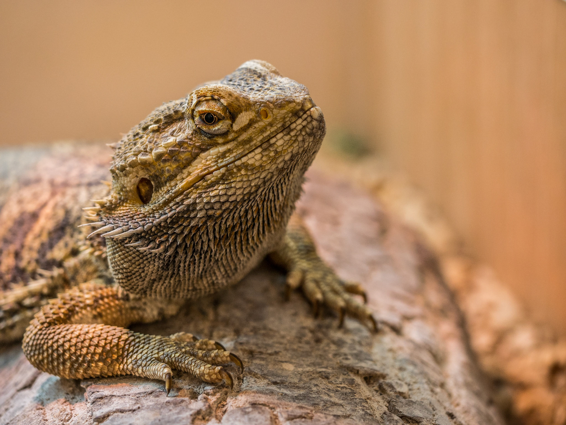Gary, my friend's bearded dragon