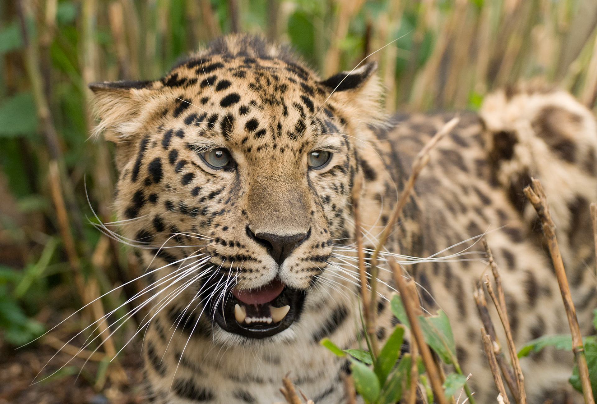 Amur Leopard at the Cat Survival Trust