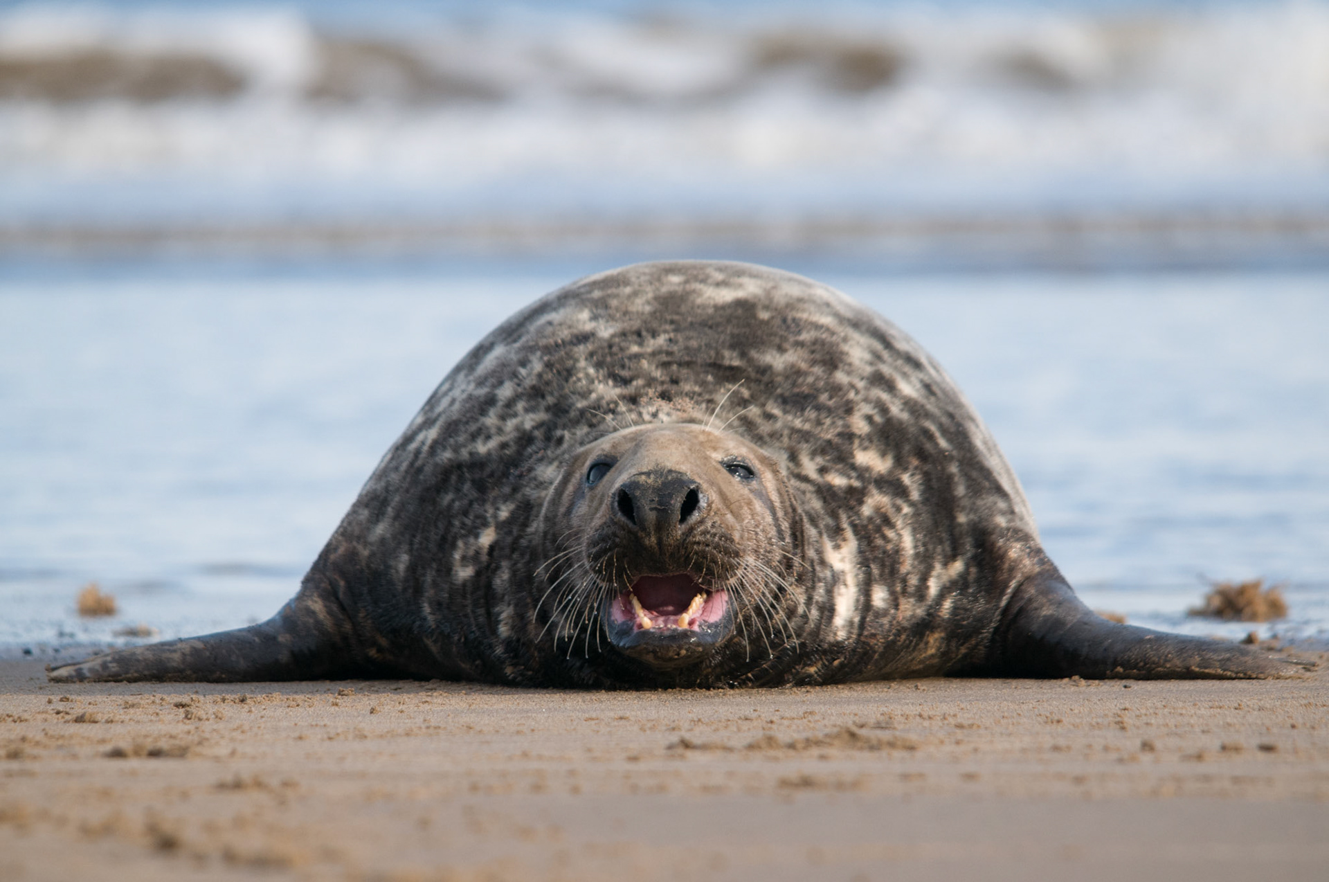 Grey Seal at Donna Nook