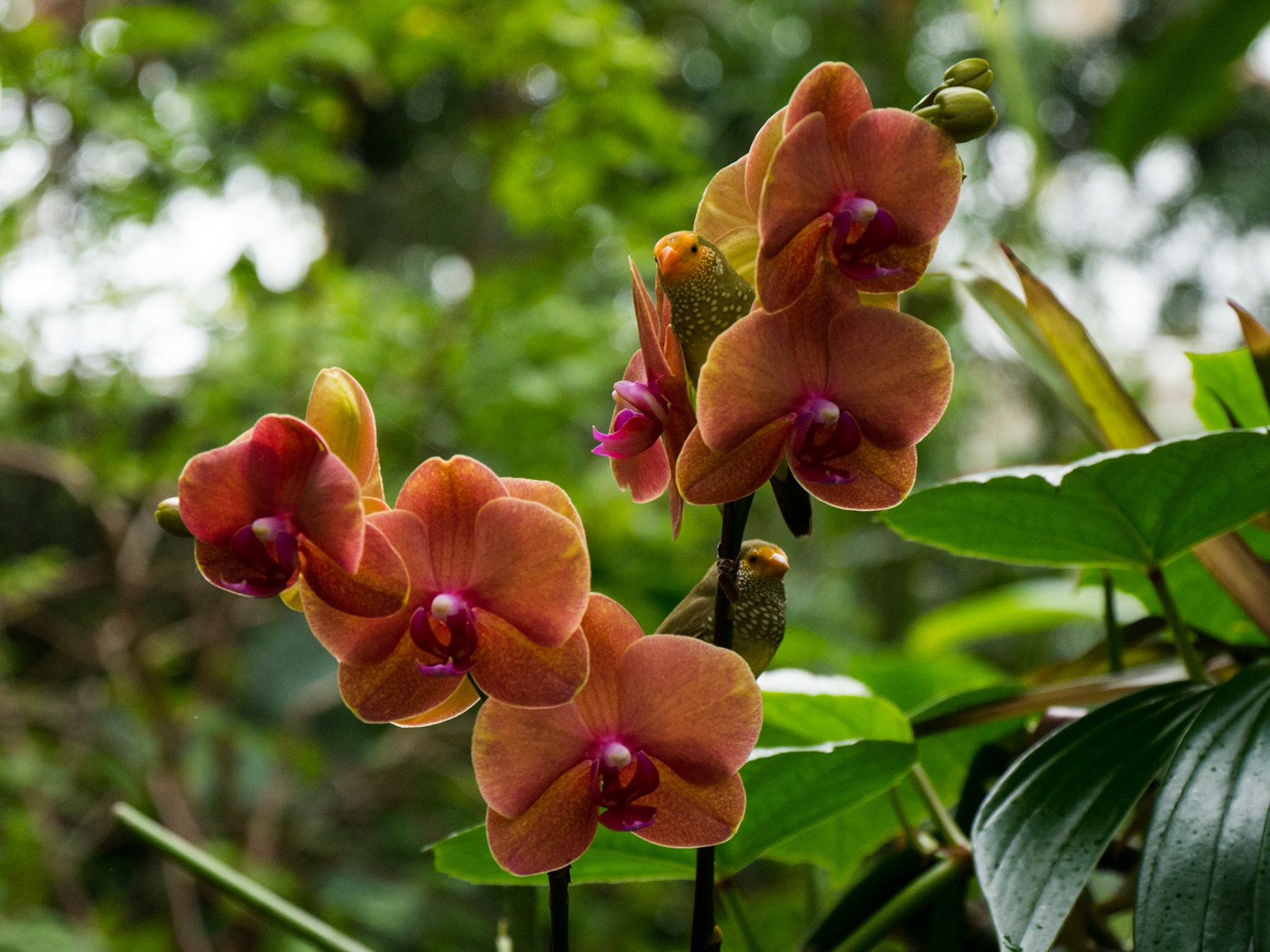 One of the birds at Bloedel Conservatory