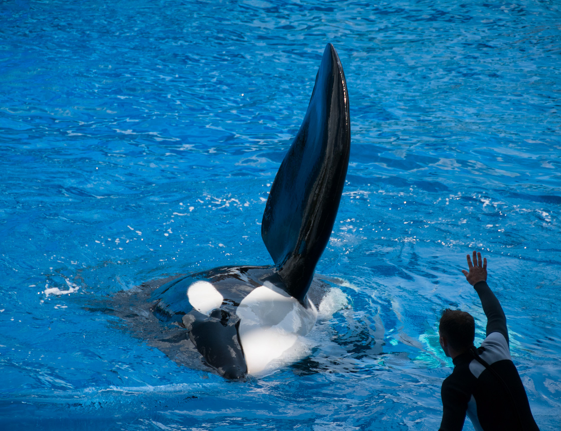 The Shamu Show at Seaworld Orlando