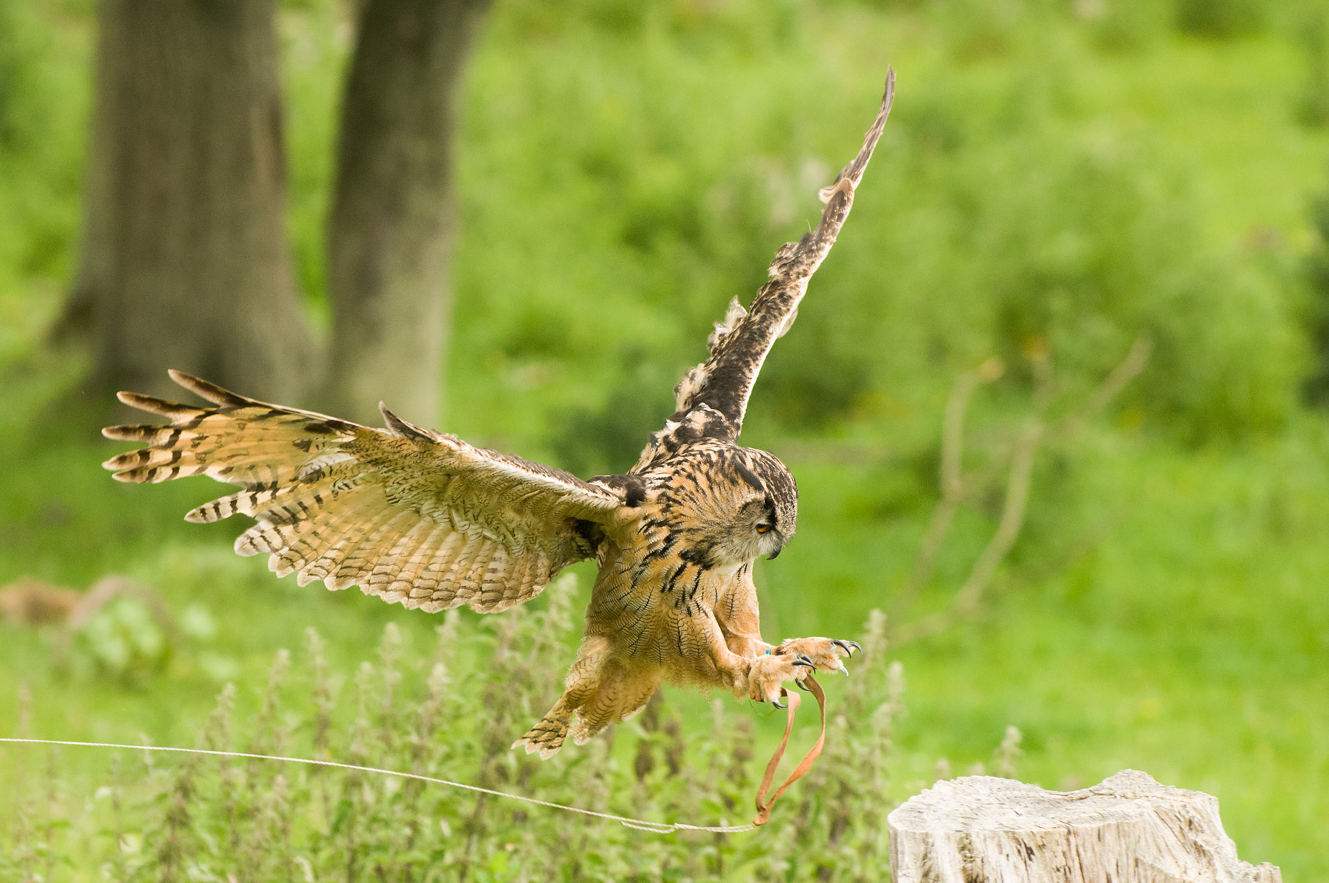 European Eagle Owl with falconer in Bamburgh