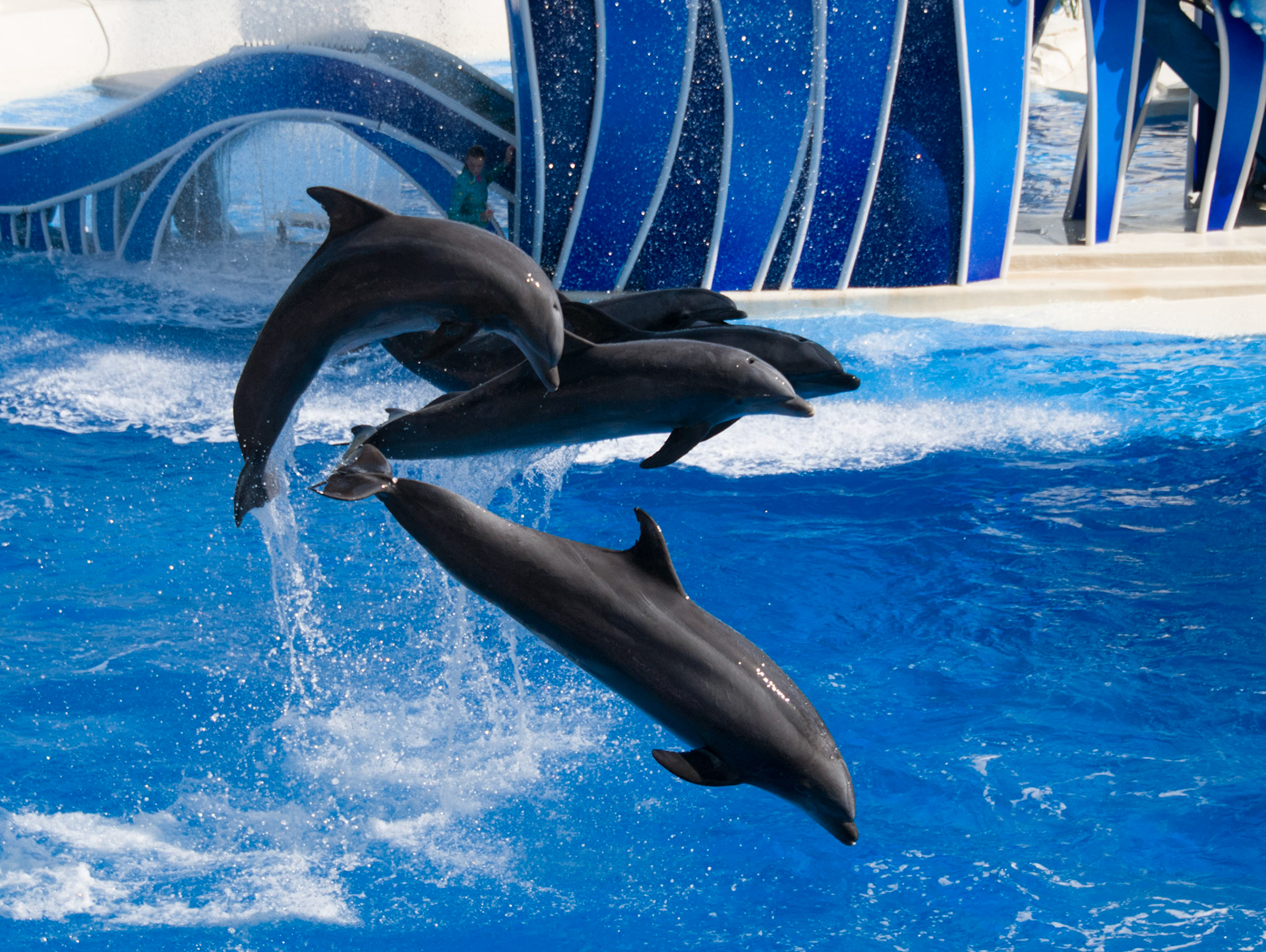 The Blue Horizons show at Seaworld Orlando