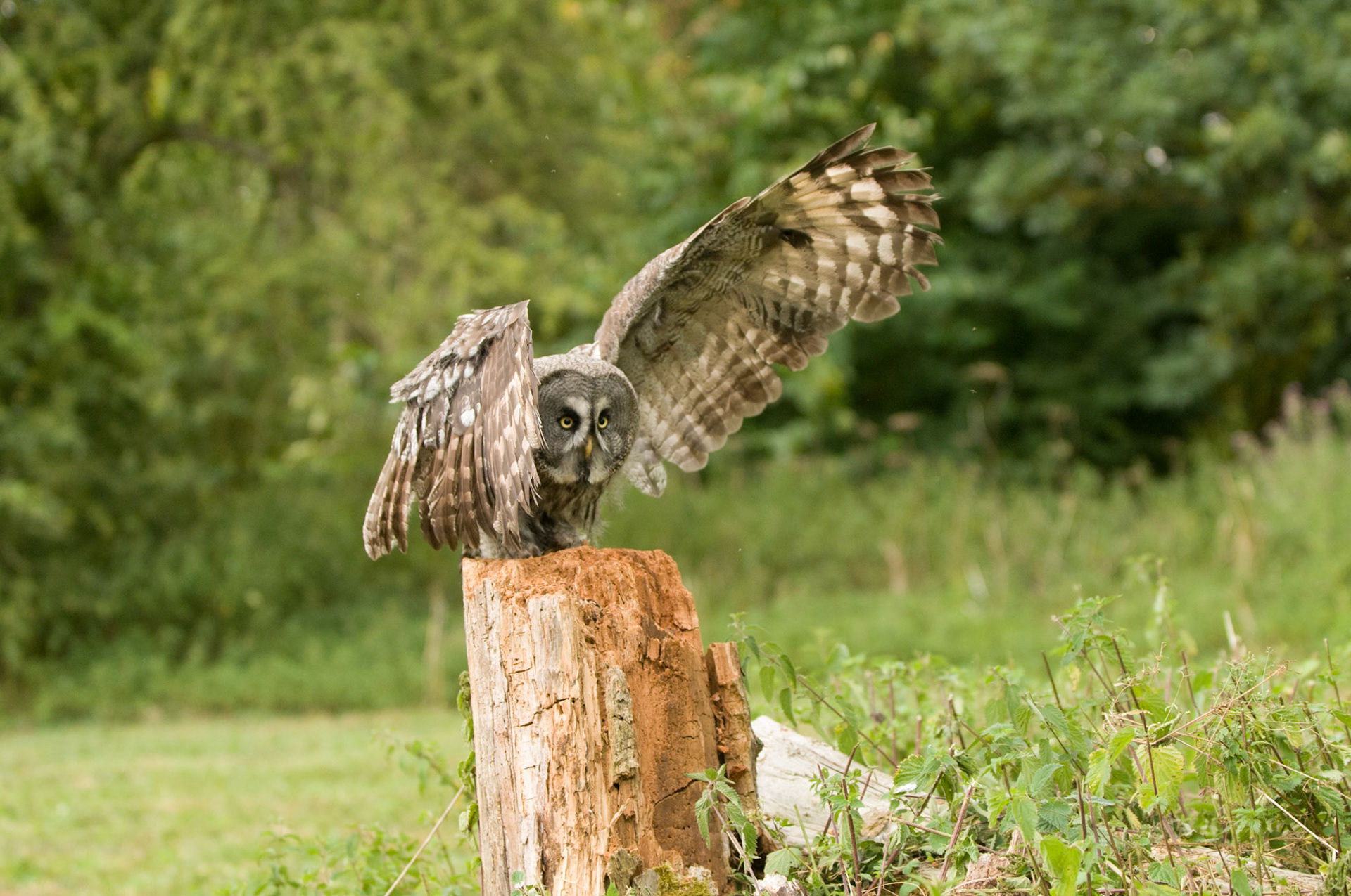Great Grey Owl with falconer in Whissendine