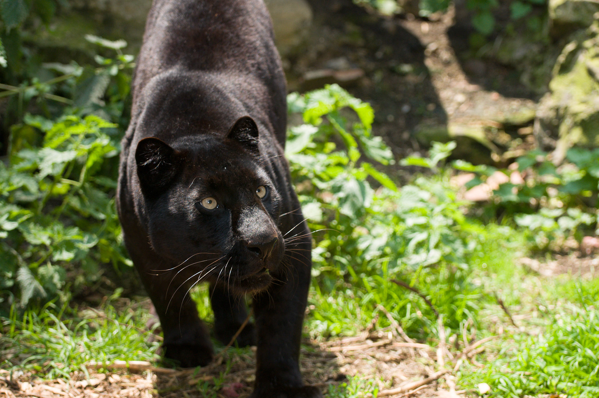 Black Panther at Santago Rare Leopard Project