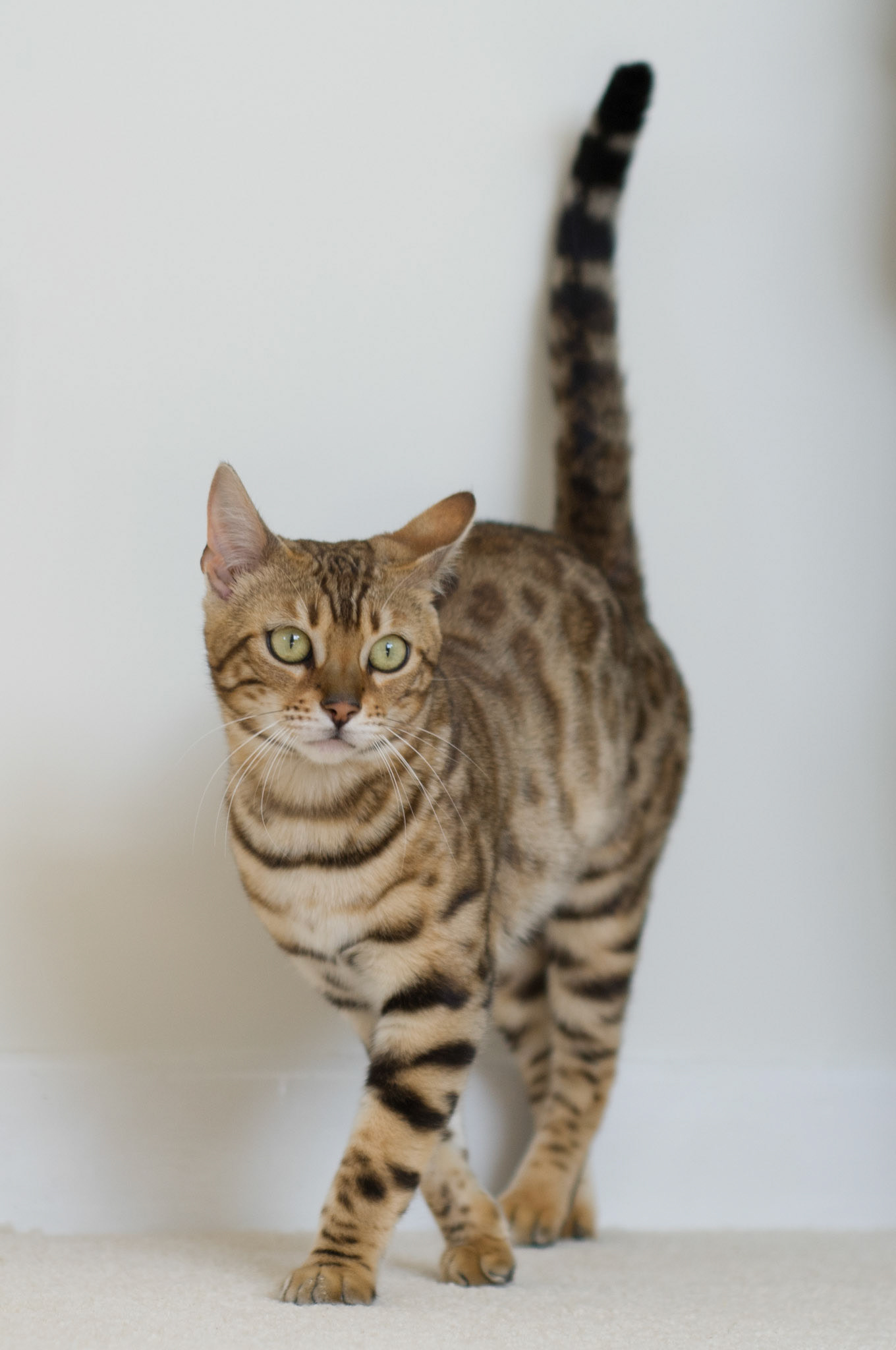 Bengal Cat at Eriador Cats