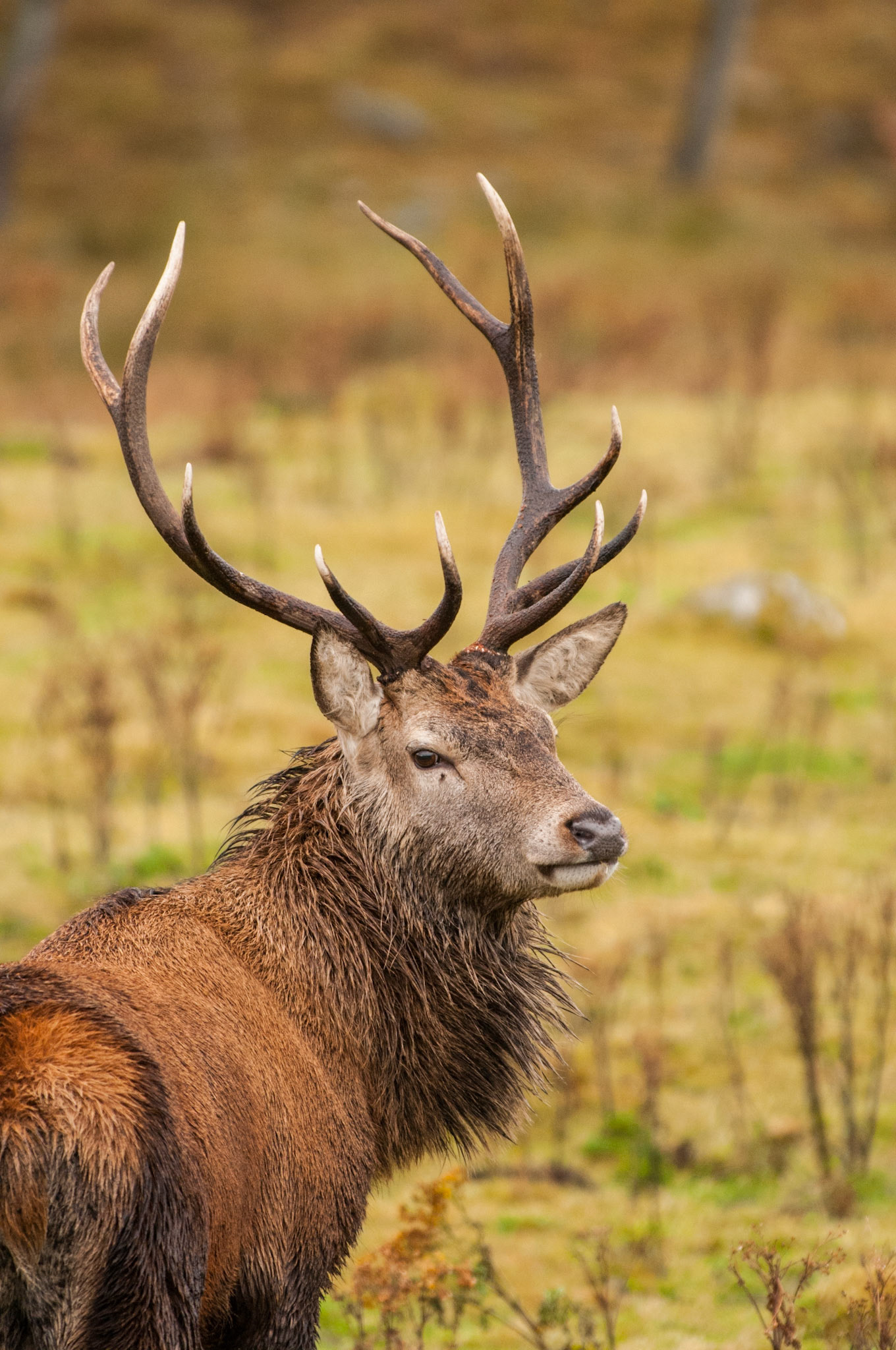Red Deer Stag